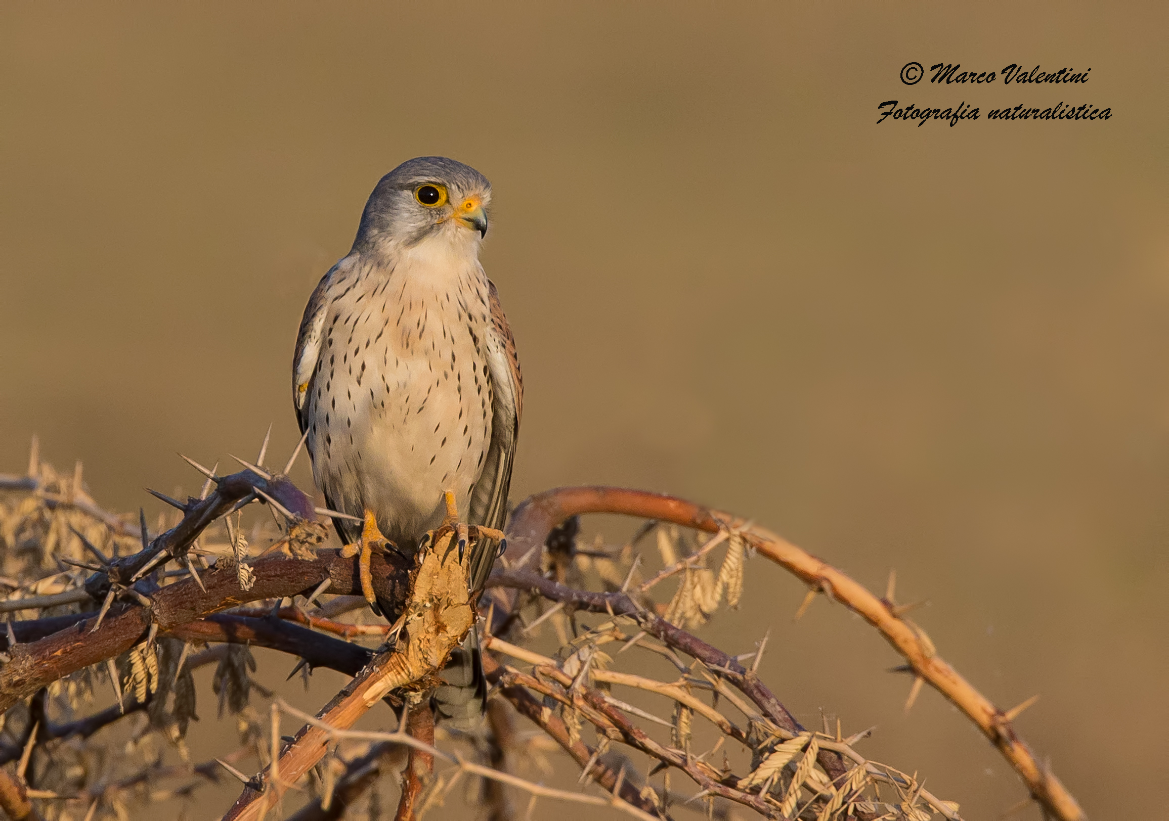 Kestrels and plugs