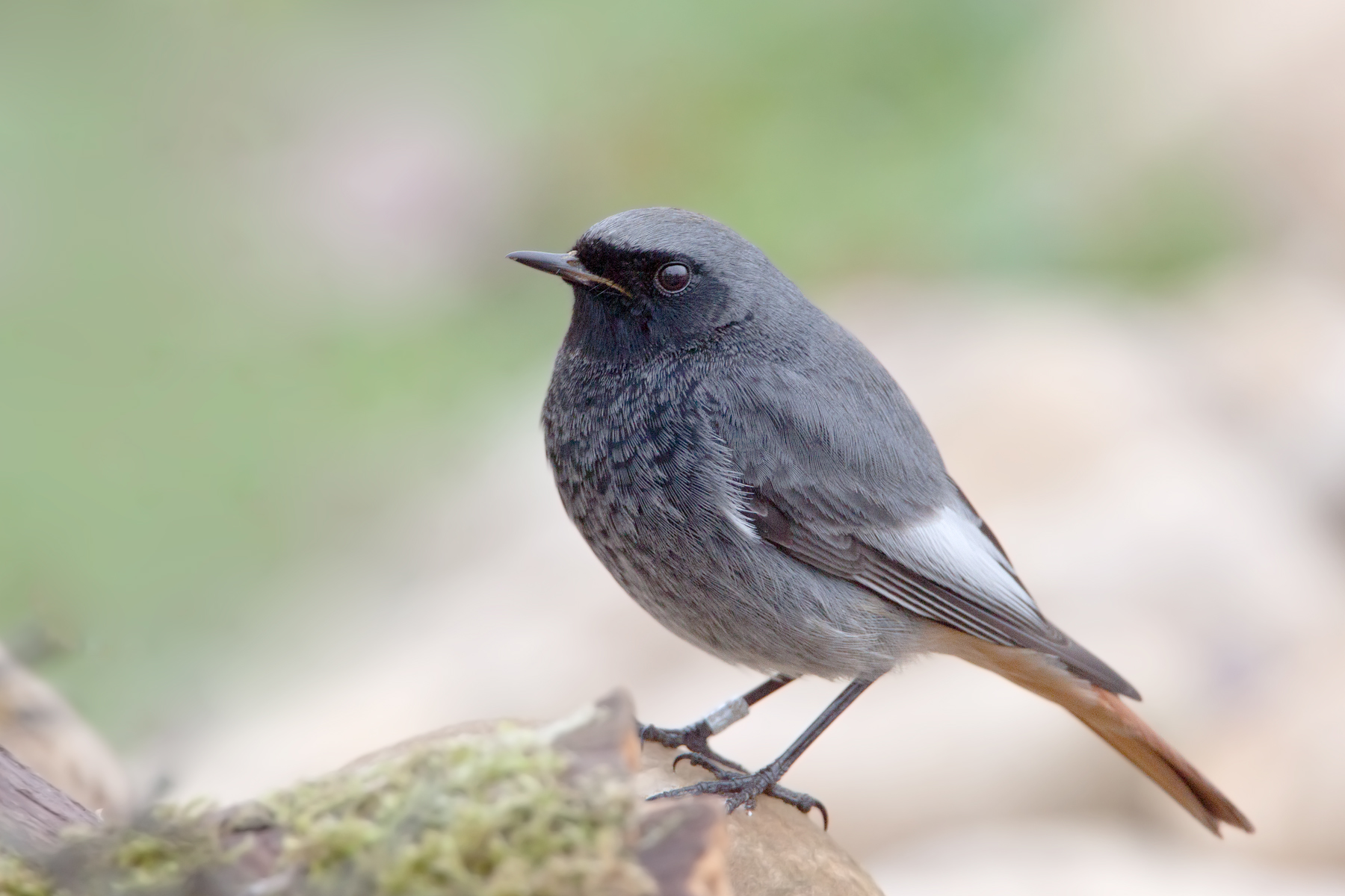 Black Redstart