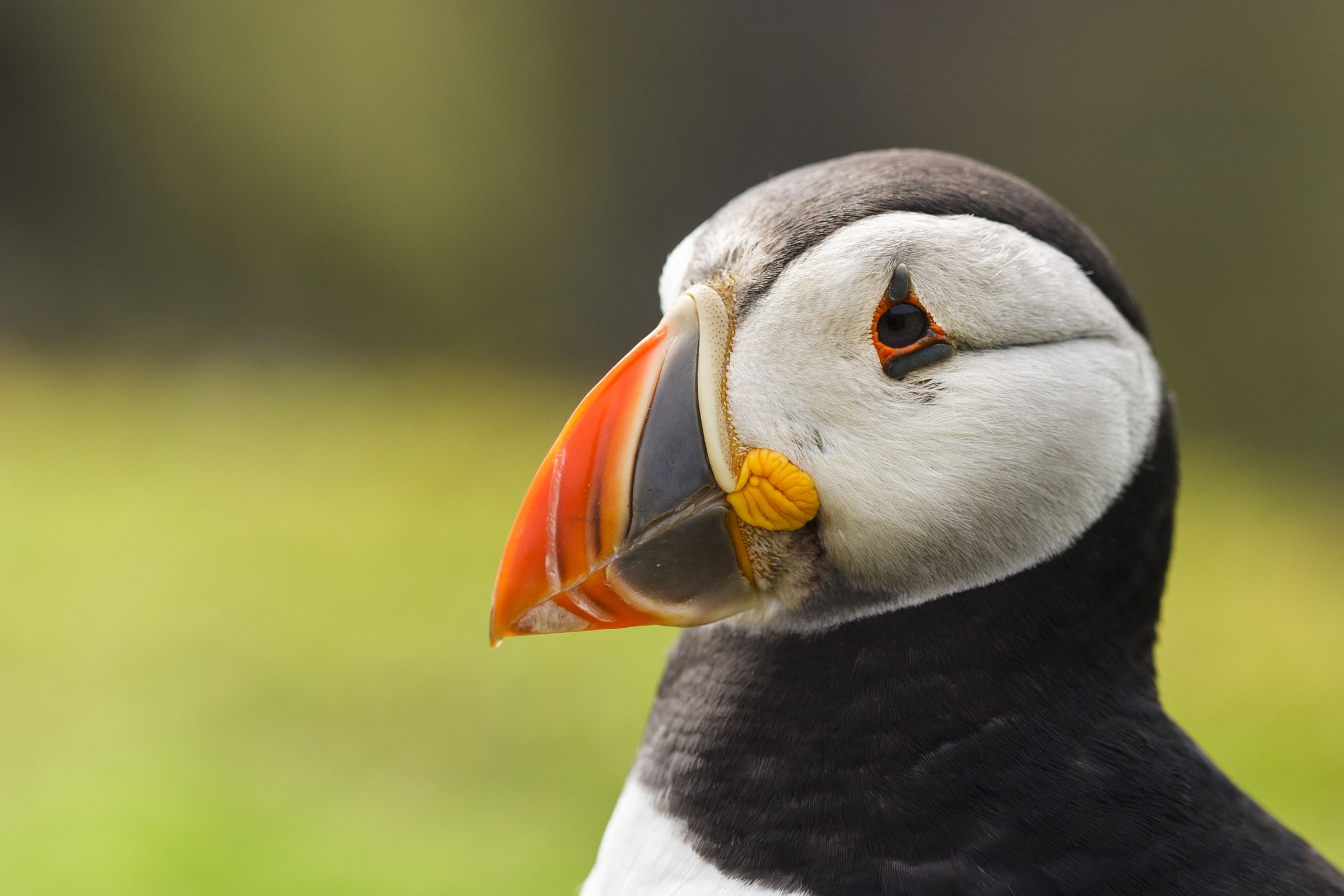 Pulcinella di mare da Elliott Neep