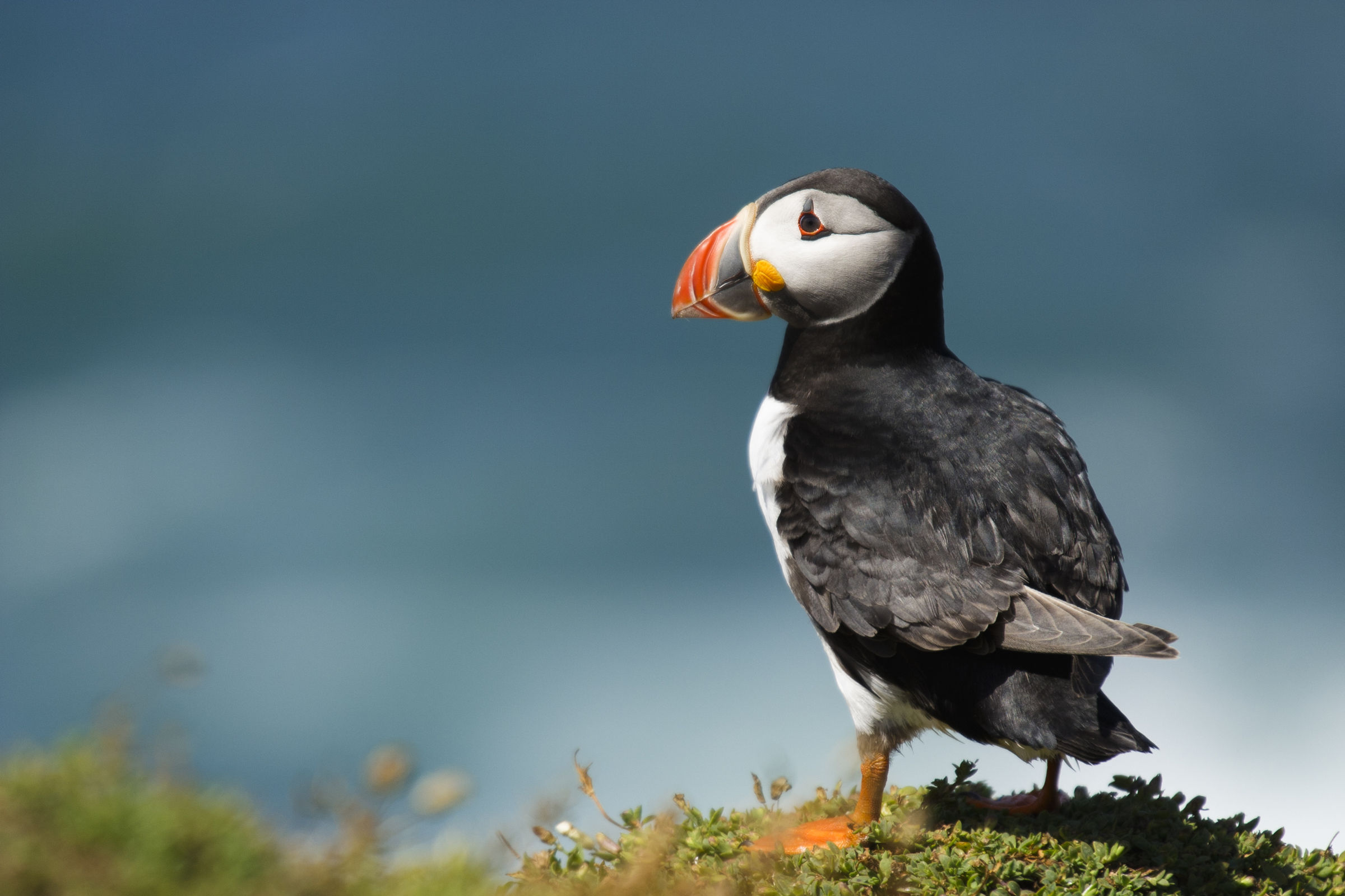 Pulcinella di mare da Elliott Neep