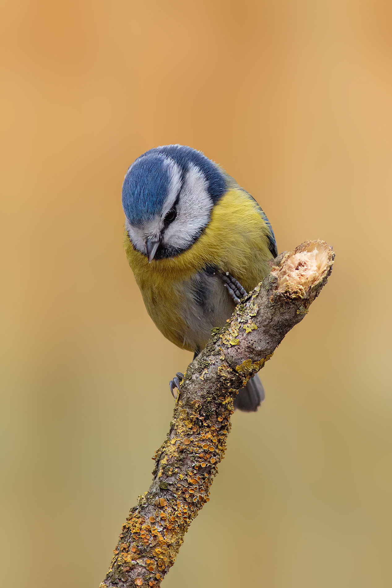 Cinciarella 2500 ISO 7d II