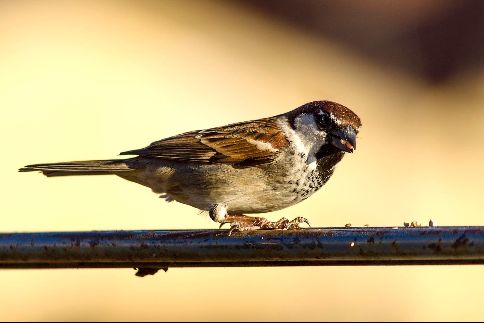 Sparrow