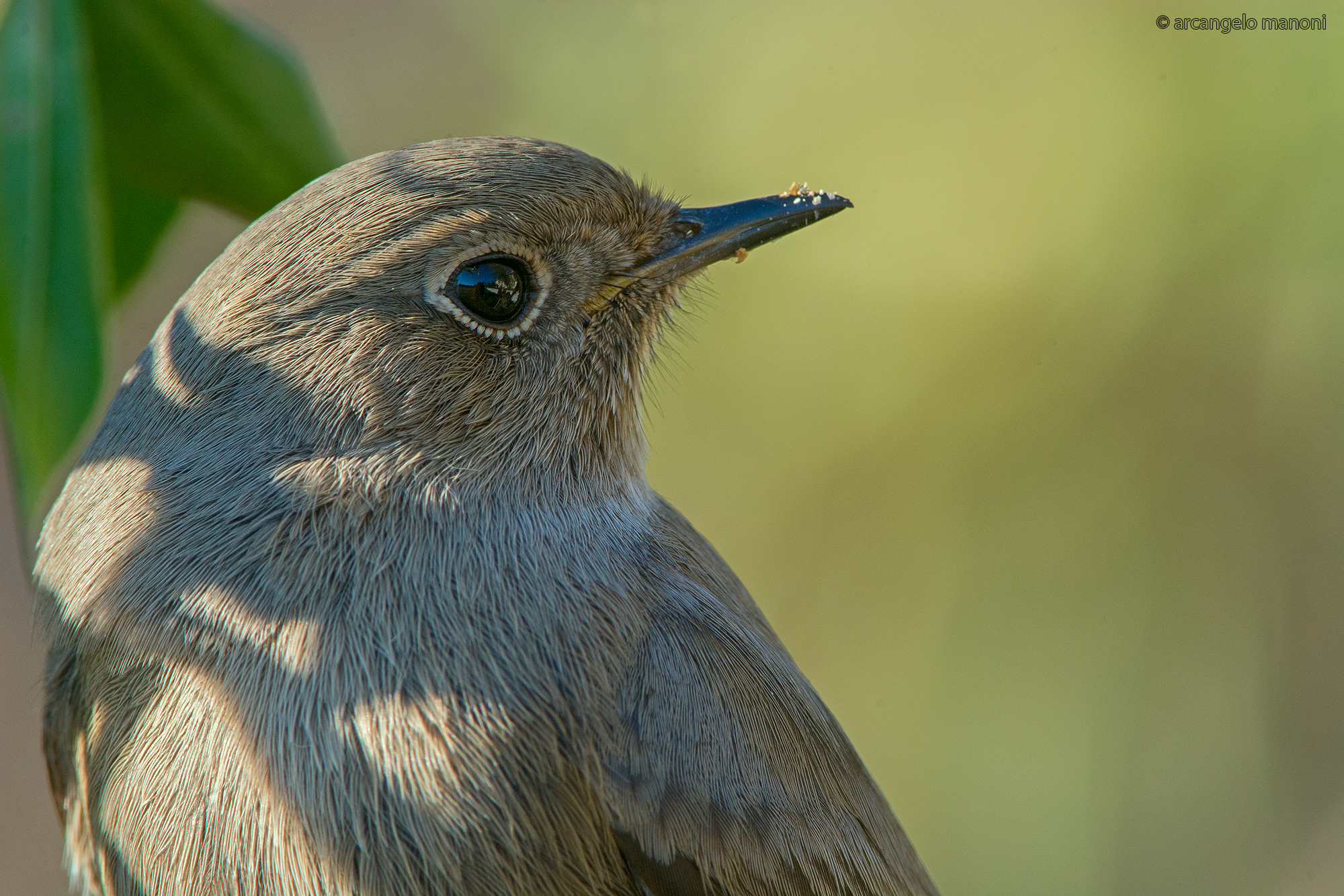 Co dirosso in the foreground with the green
