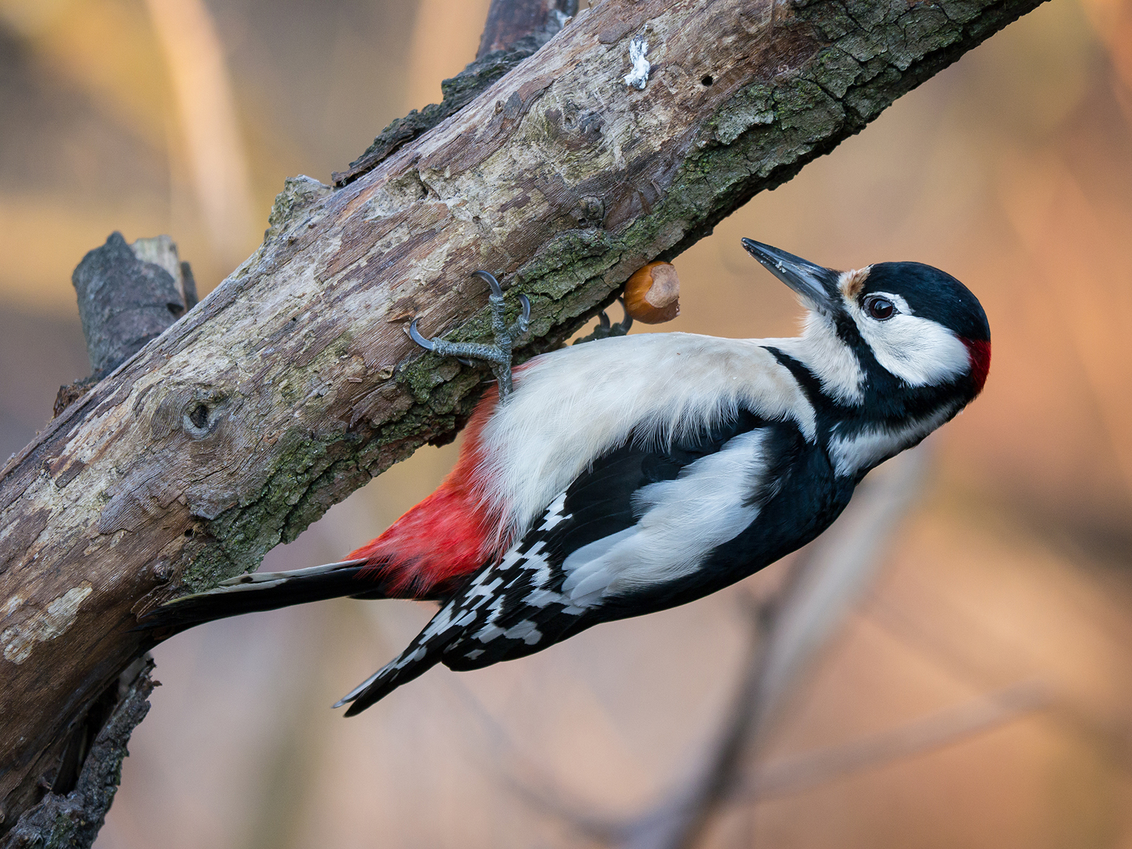 But look at that fatigue makes me do, even belly up.