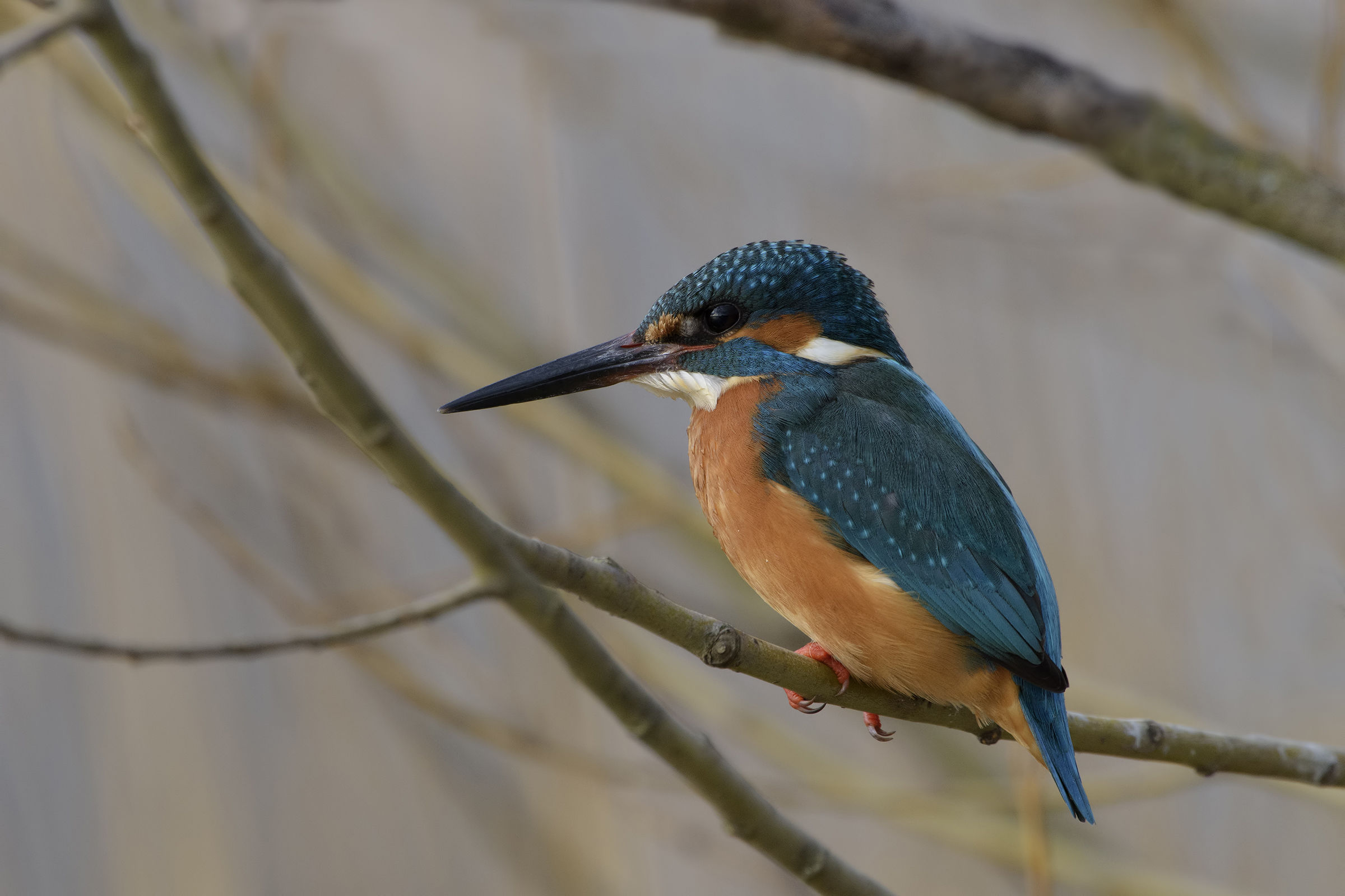 martino imboscato alla fluorite