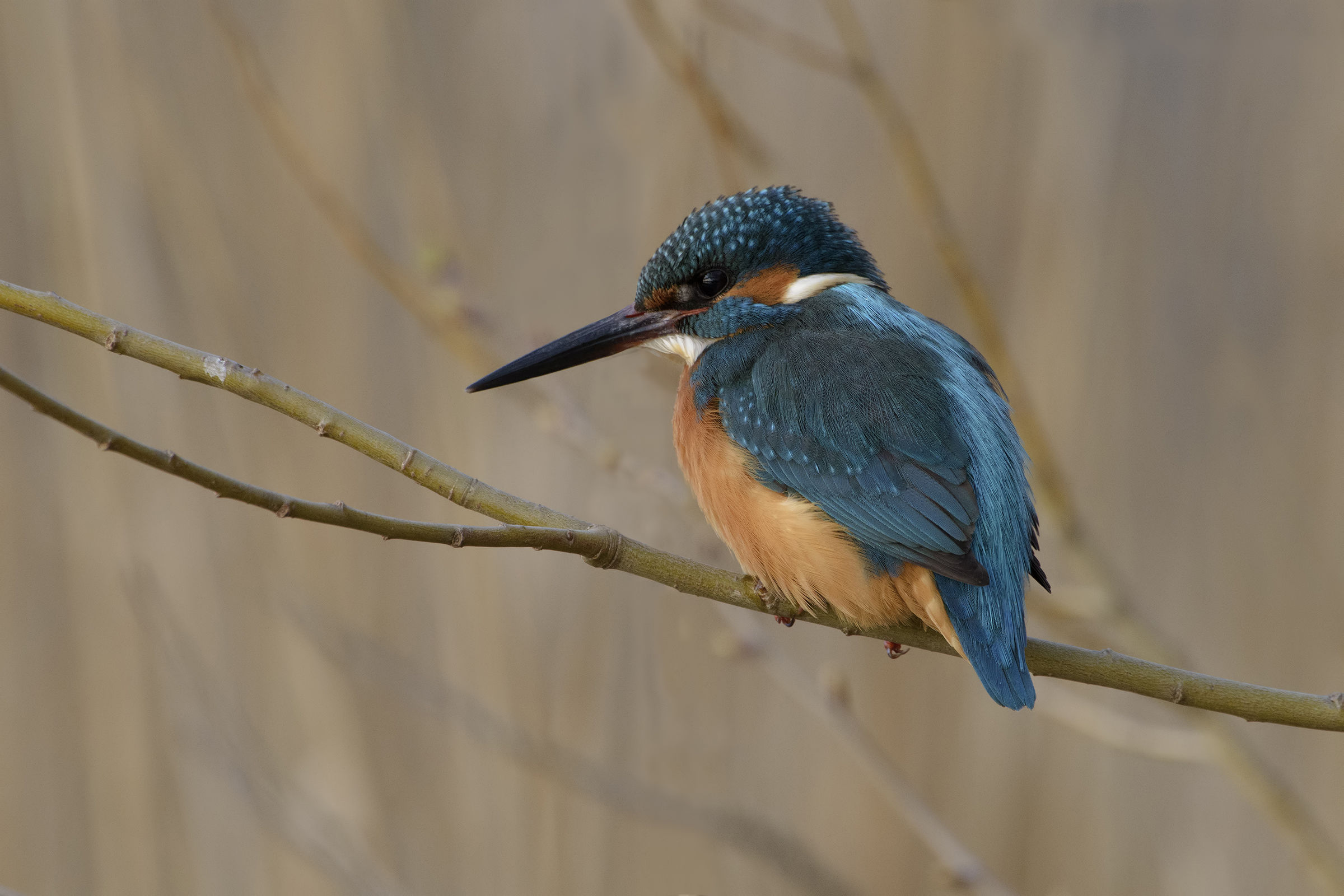 martino alla fluorite