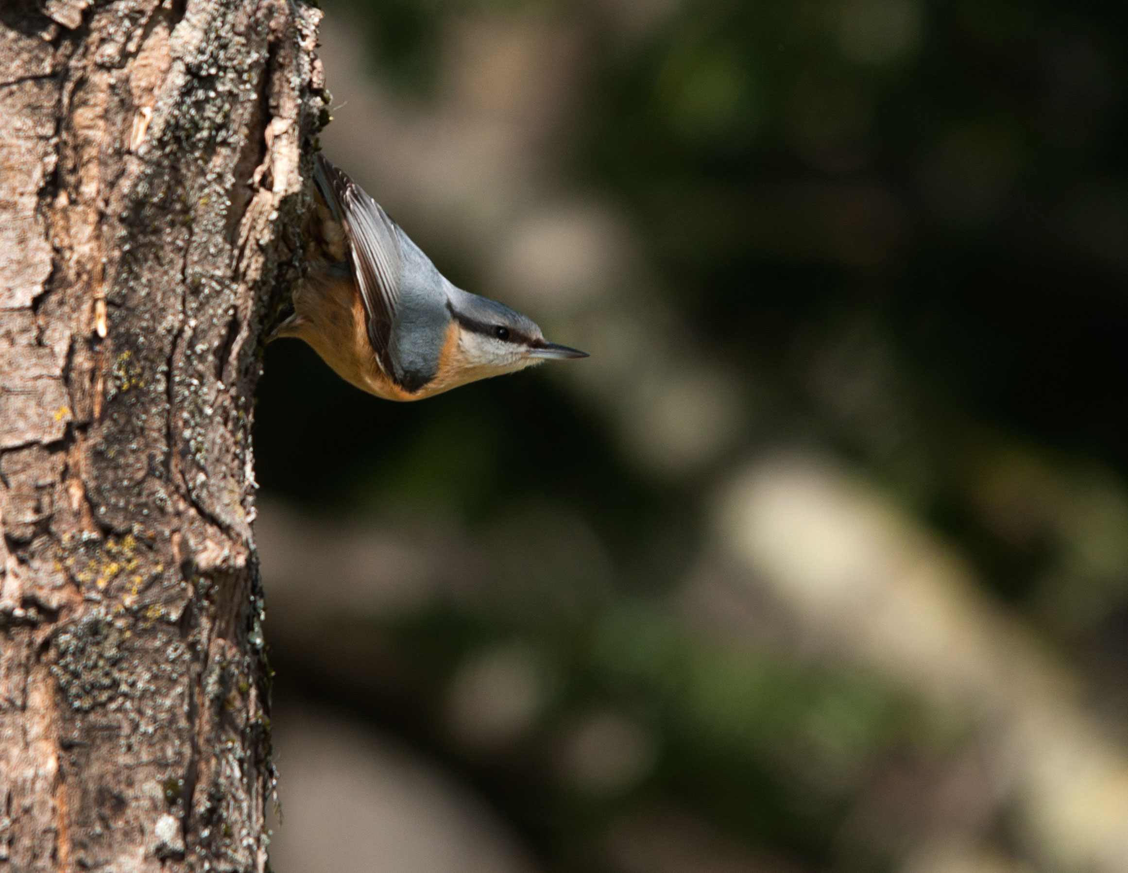 Nuthatch