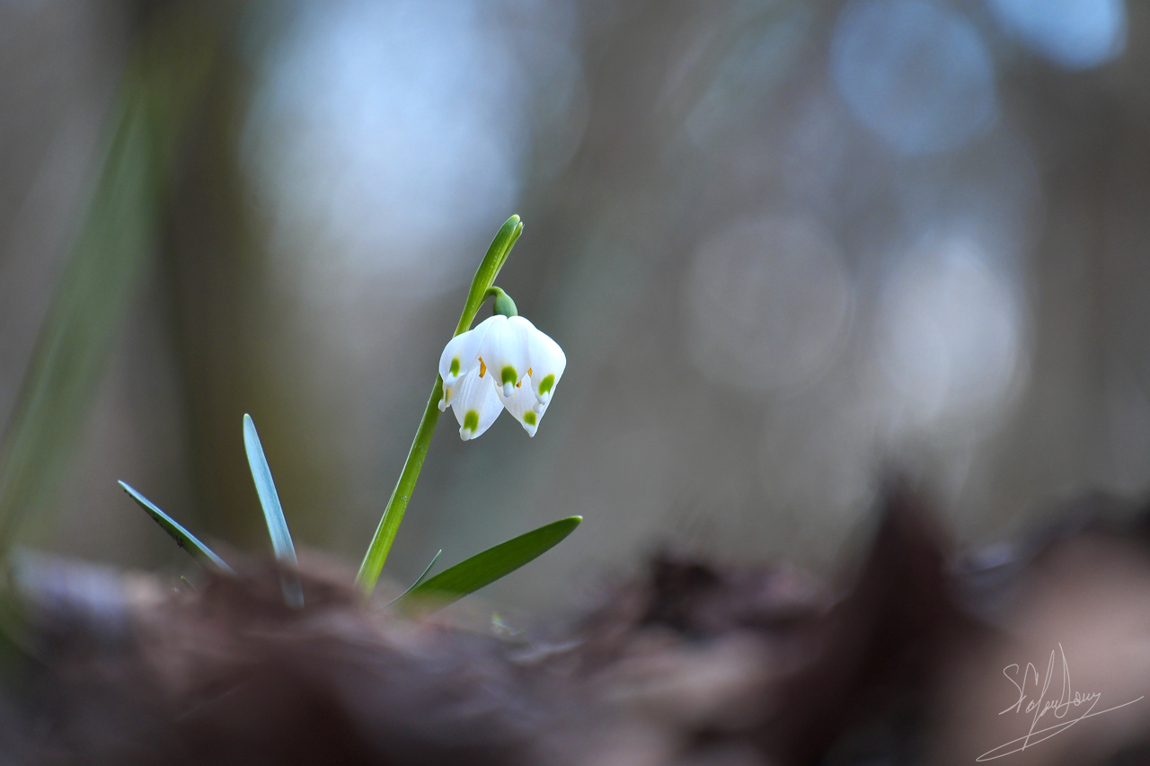 The awakening of the forest