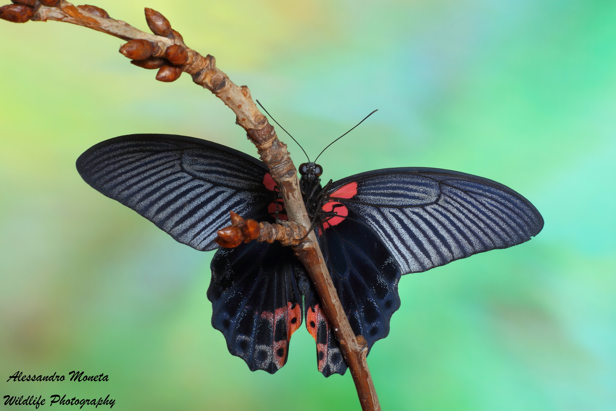 Papilio Memnon front view