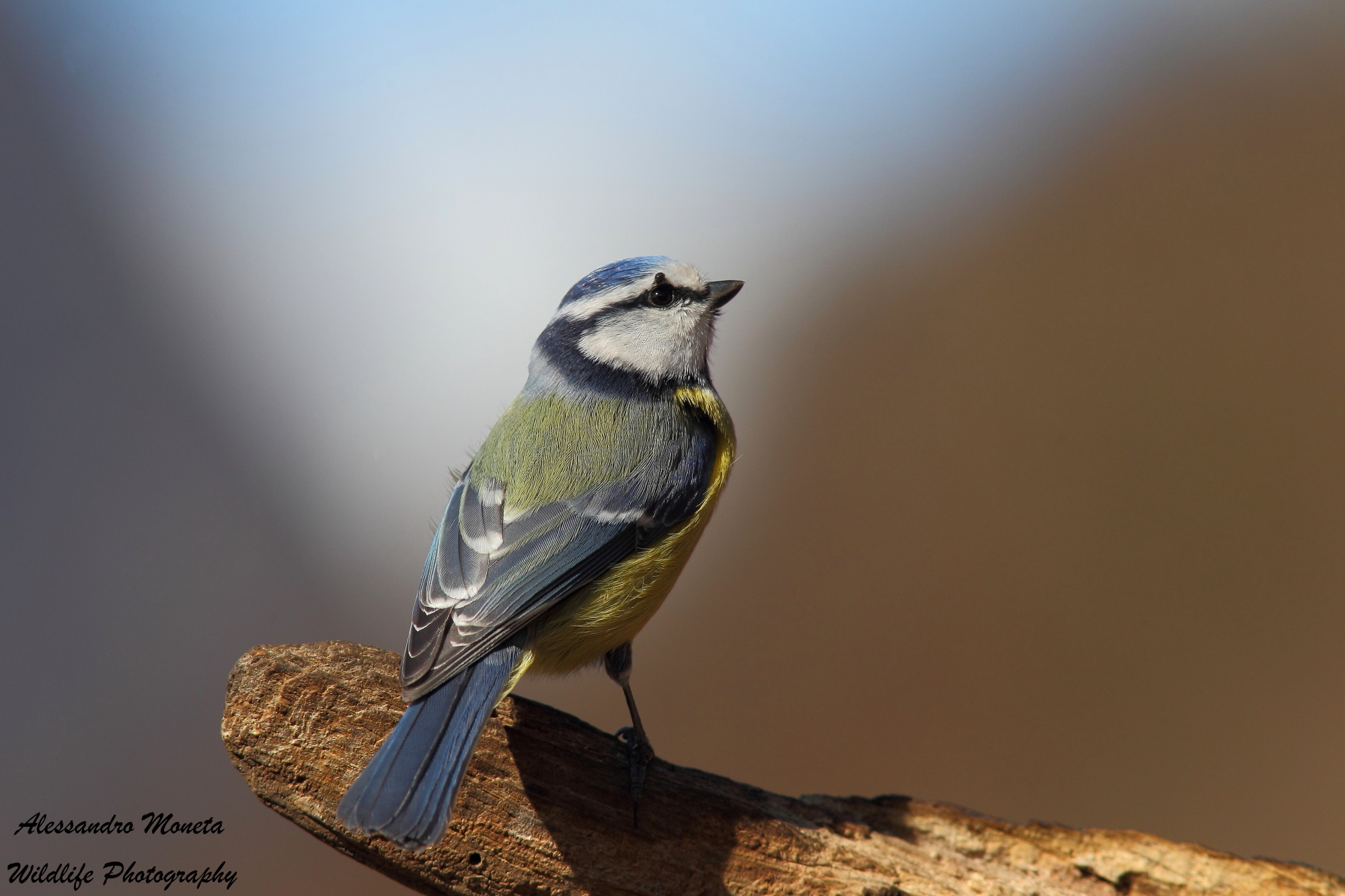 I see the light ....