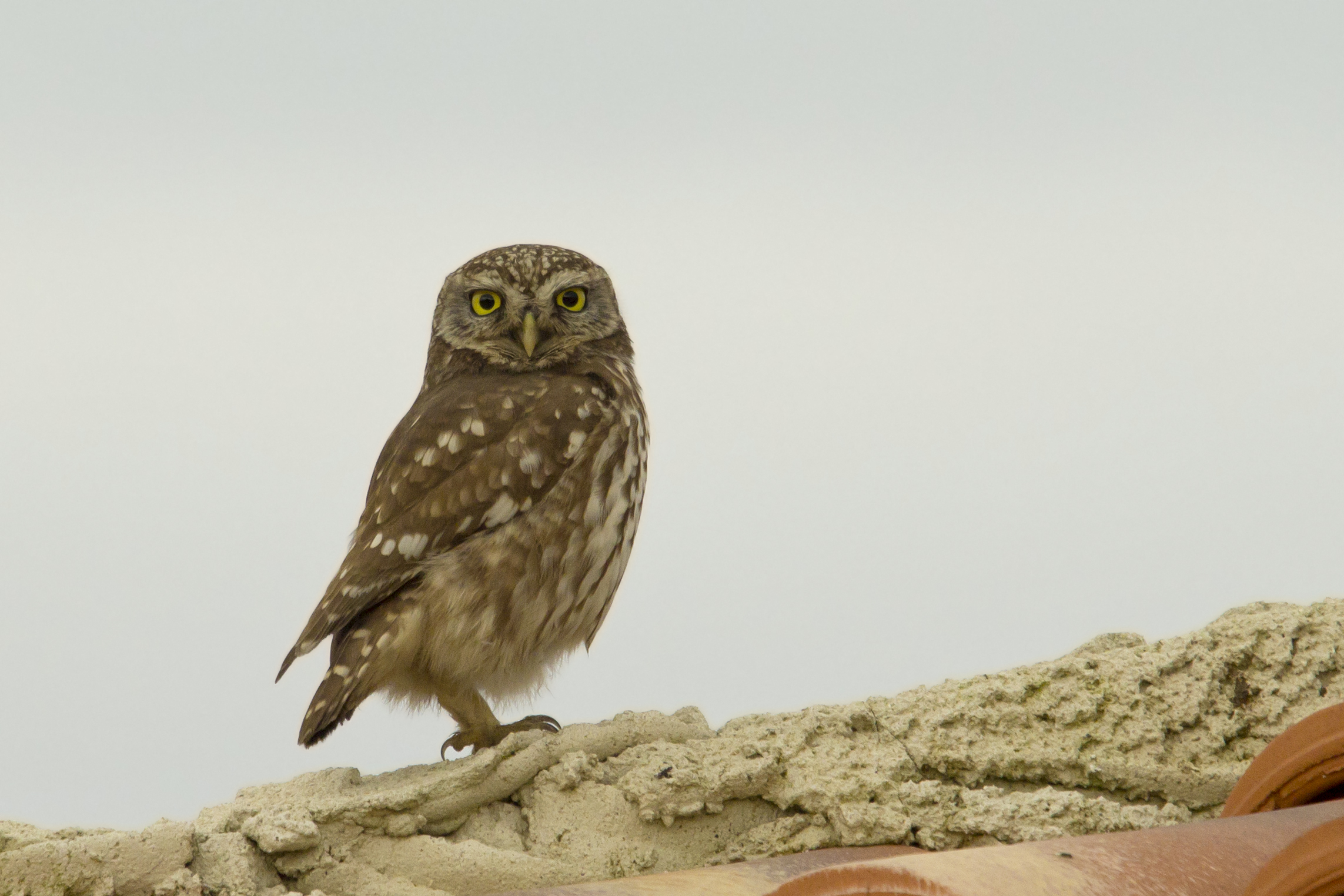 the owl on a Hot Tin Roof