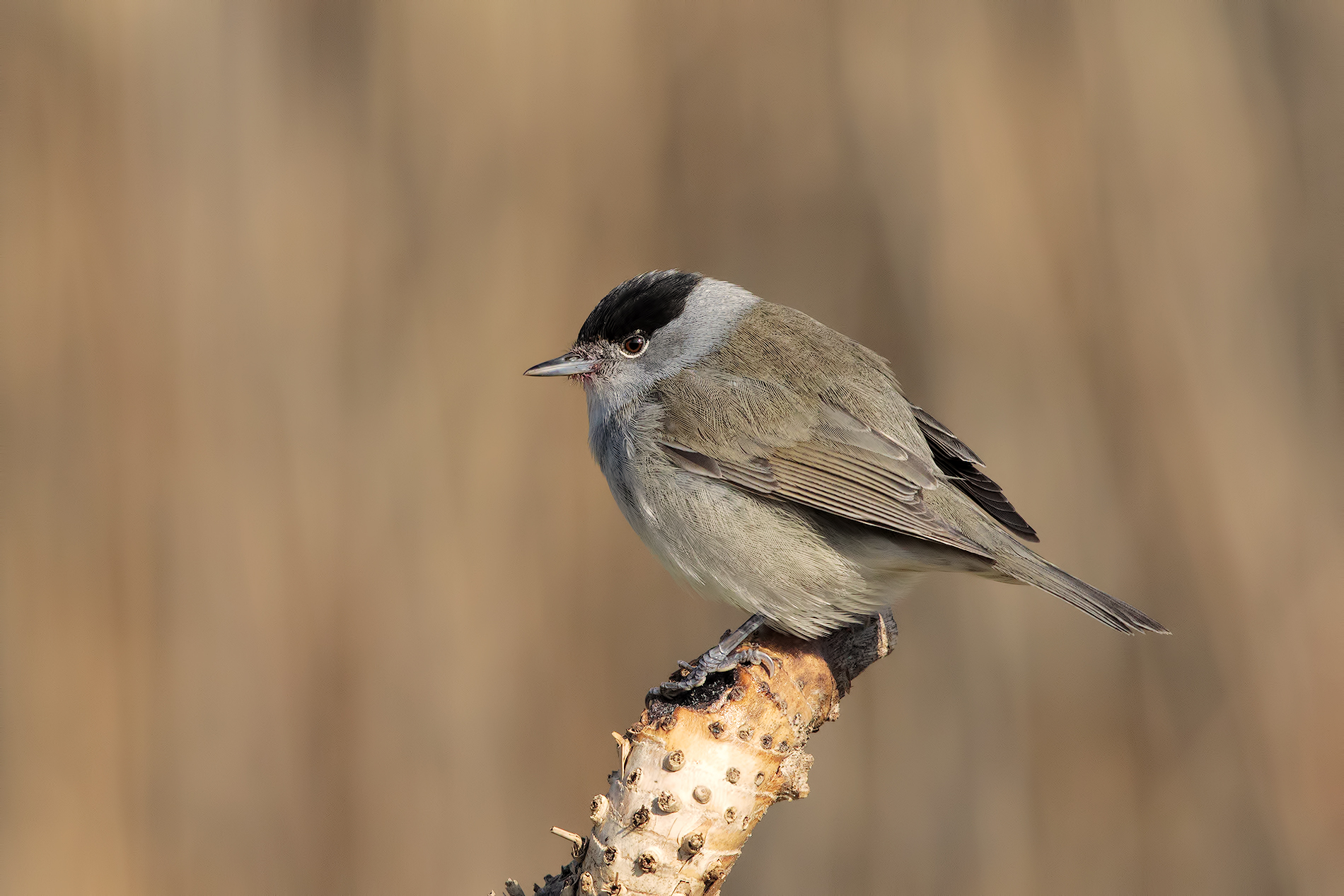 blackcap and new 7dII