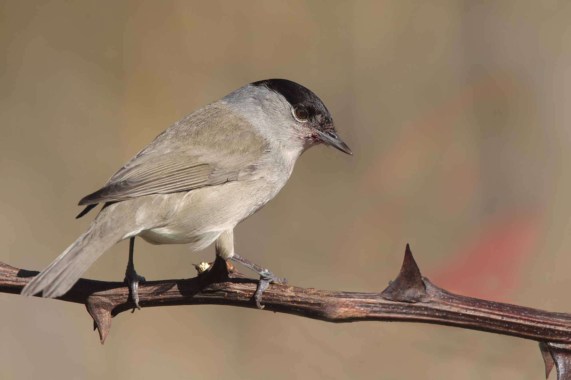 blackcap and 7d old3