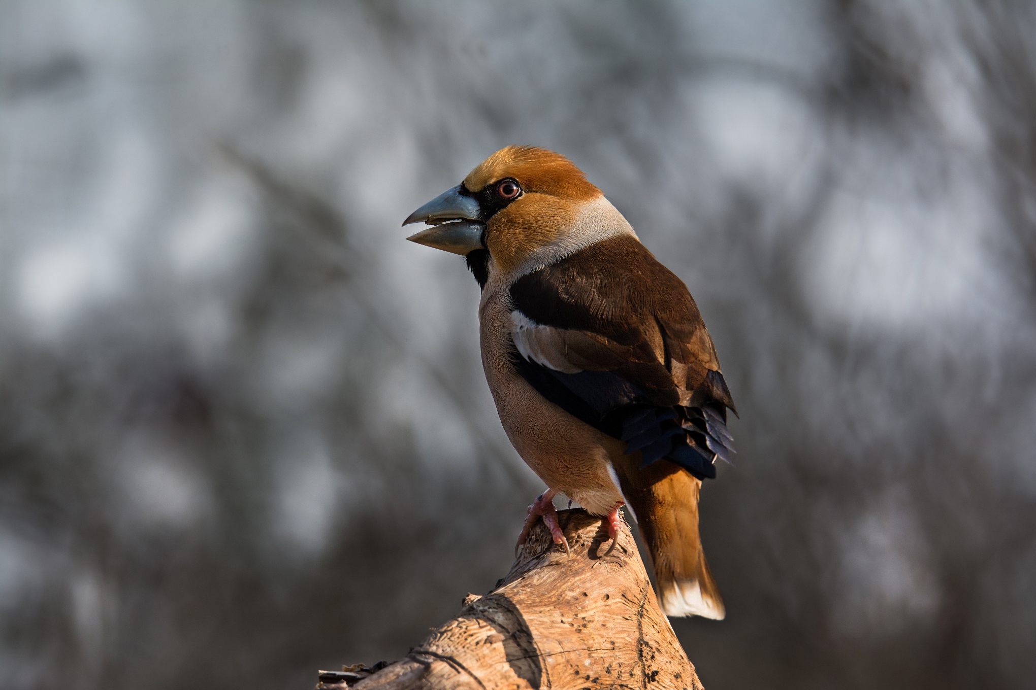 Grosbeak (male)