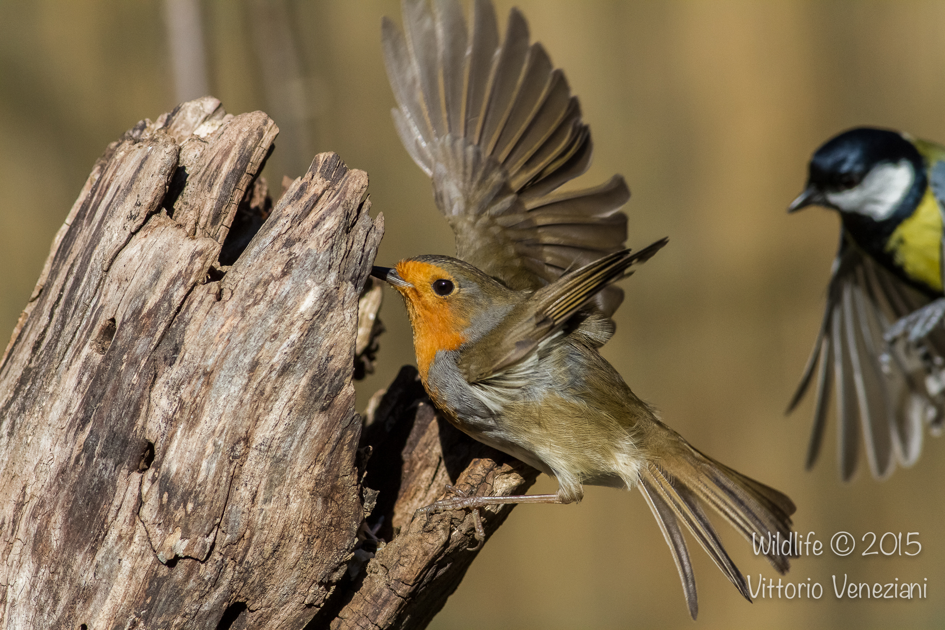 Sono arrivato prima io!