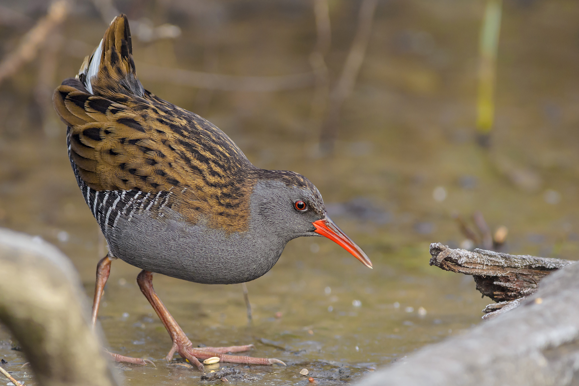 l'elusivo porciglione