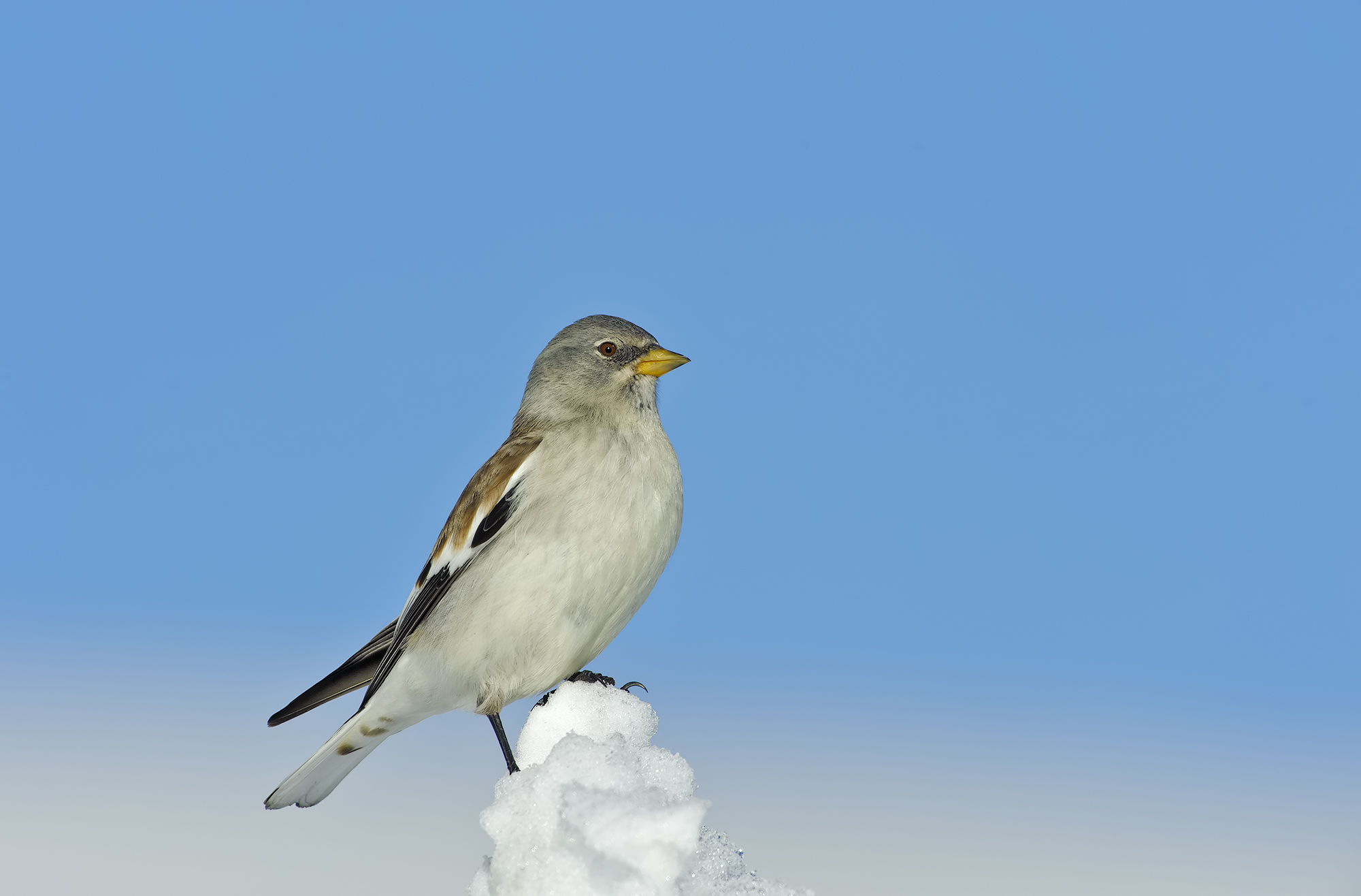 finch (Montifringilla nivalis)
