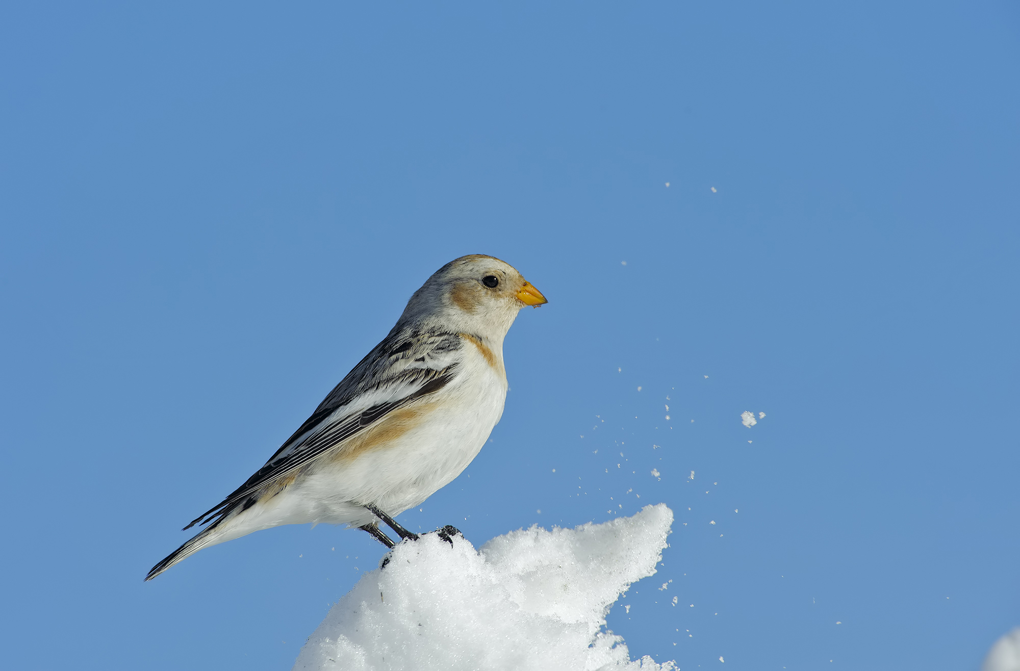 Snow Bunting (Snow bunting)