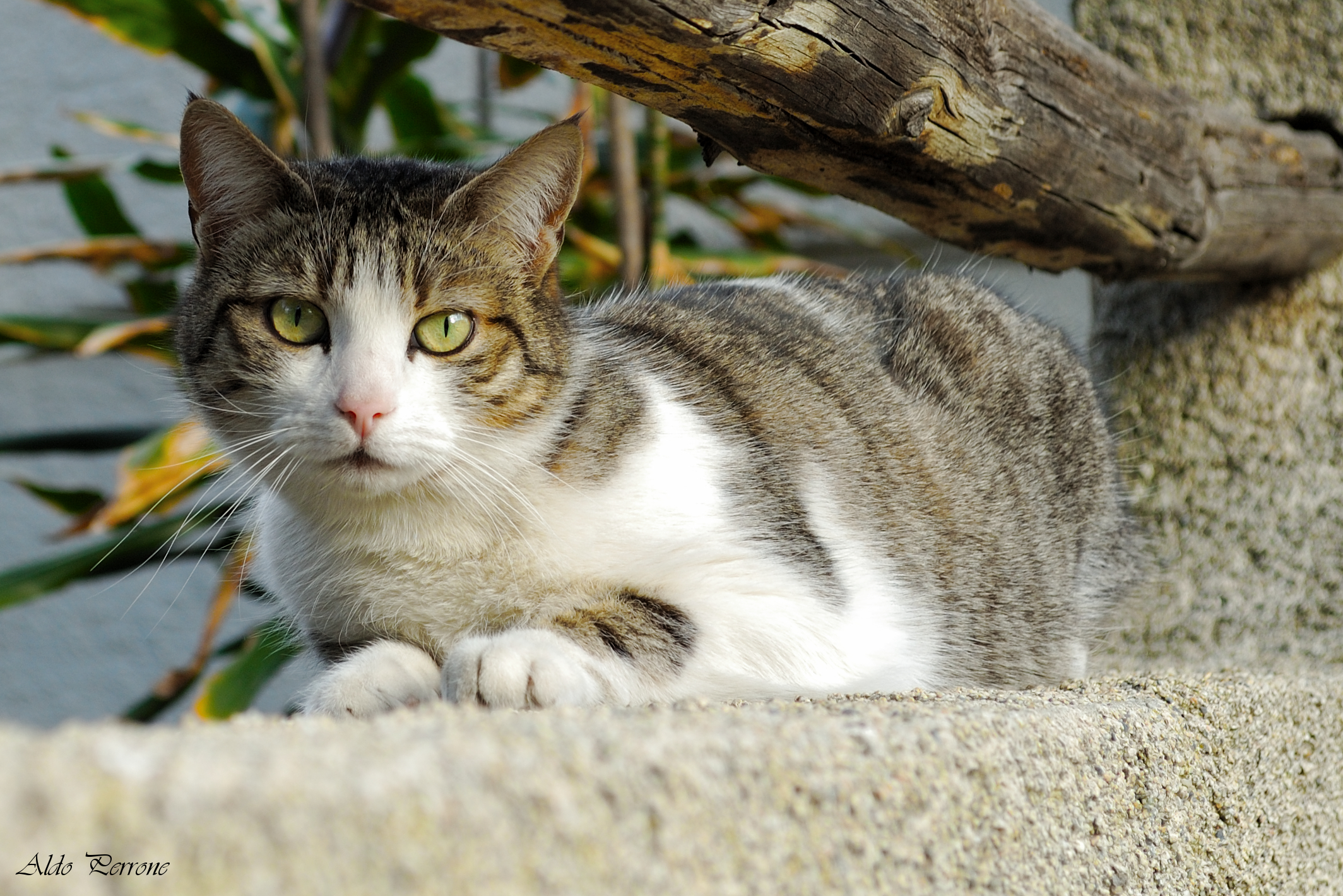 Oops, Cat, I would not have said!