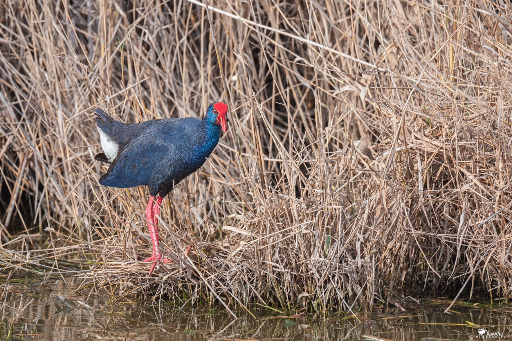 Purple Gallinule