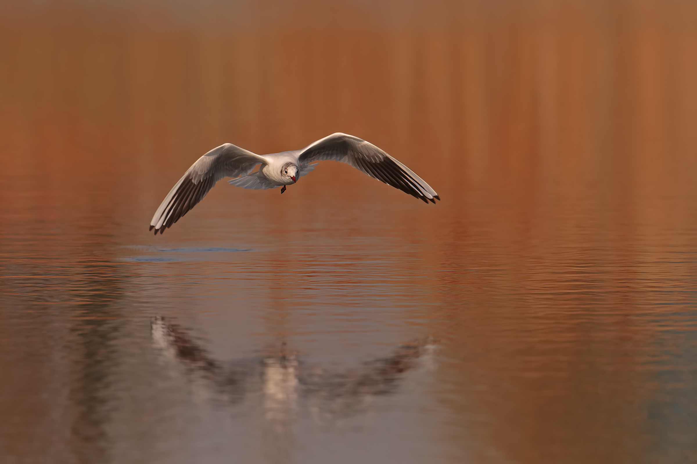 Seagull ... fishing!