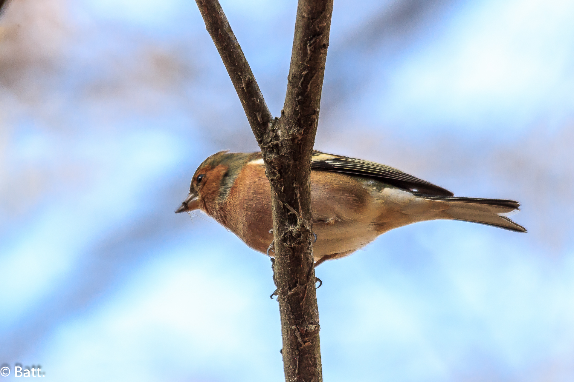 Chaffinch with insect