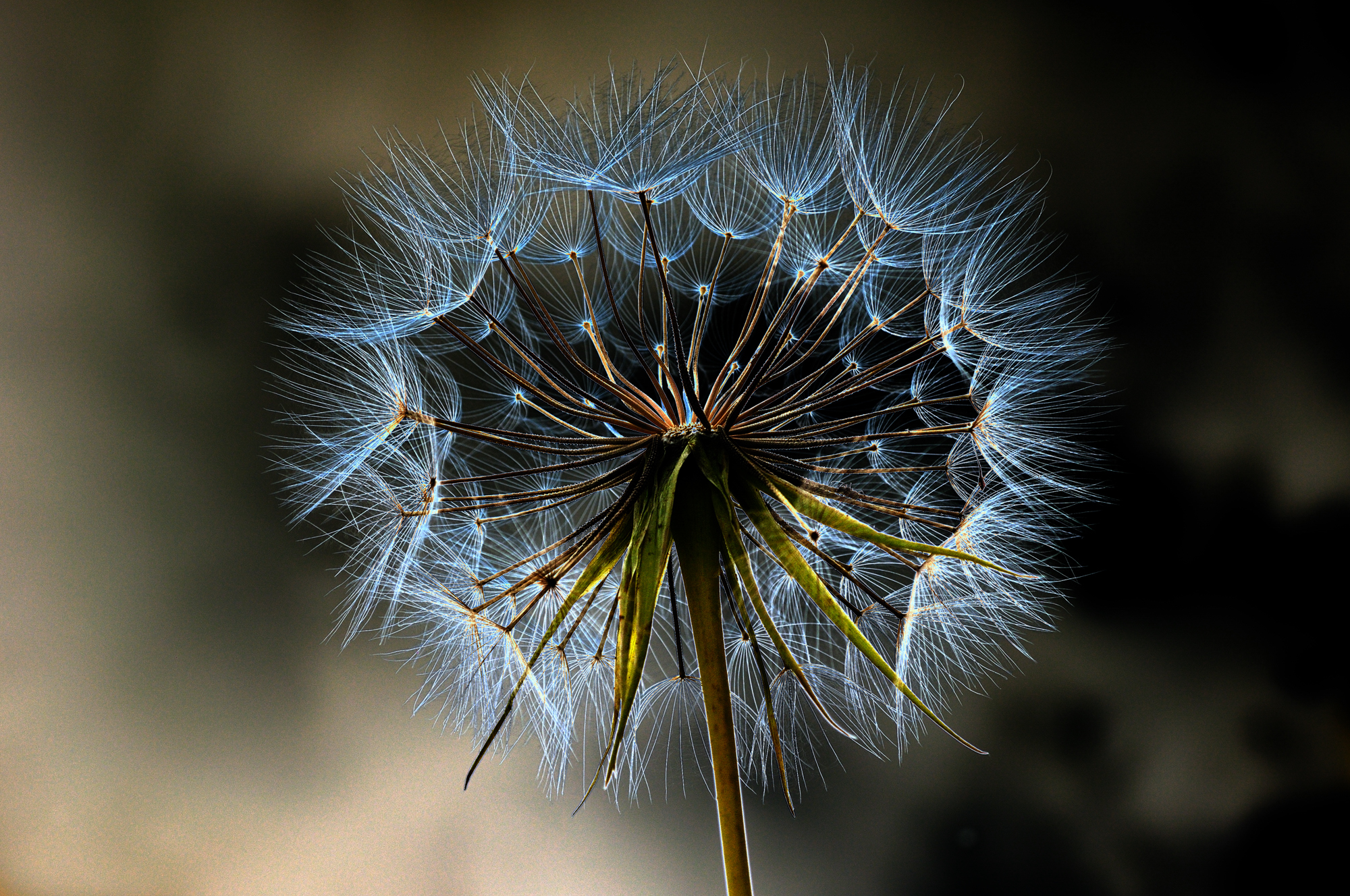 Dandelion