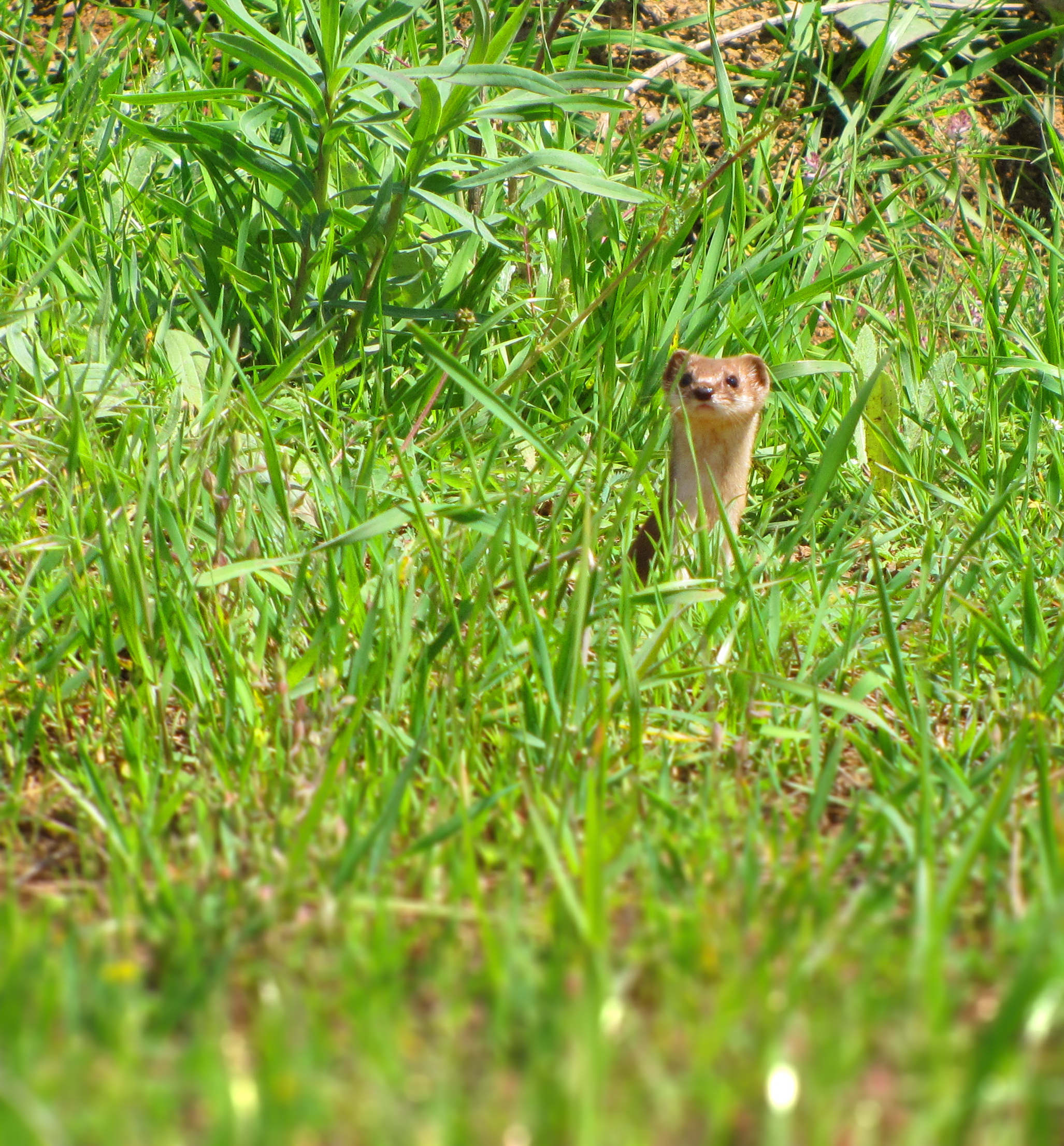 Weasel, another shot!