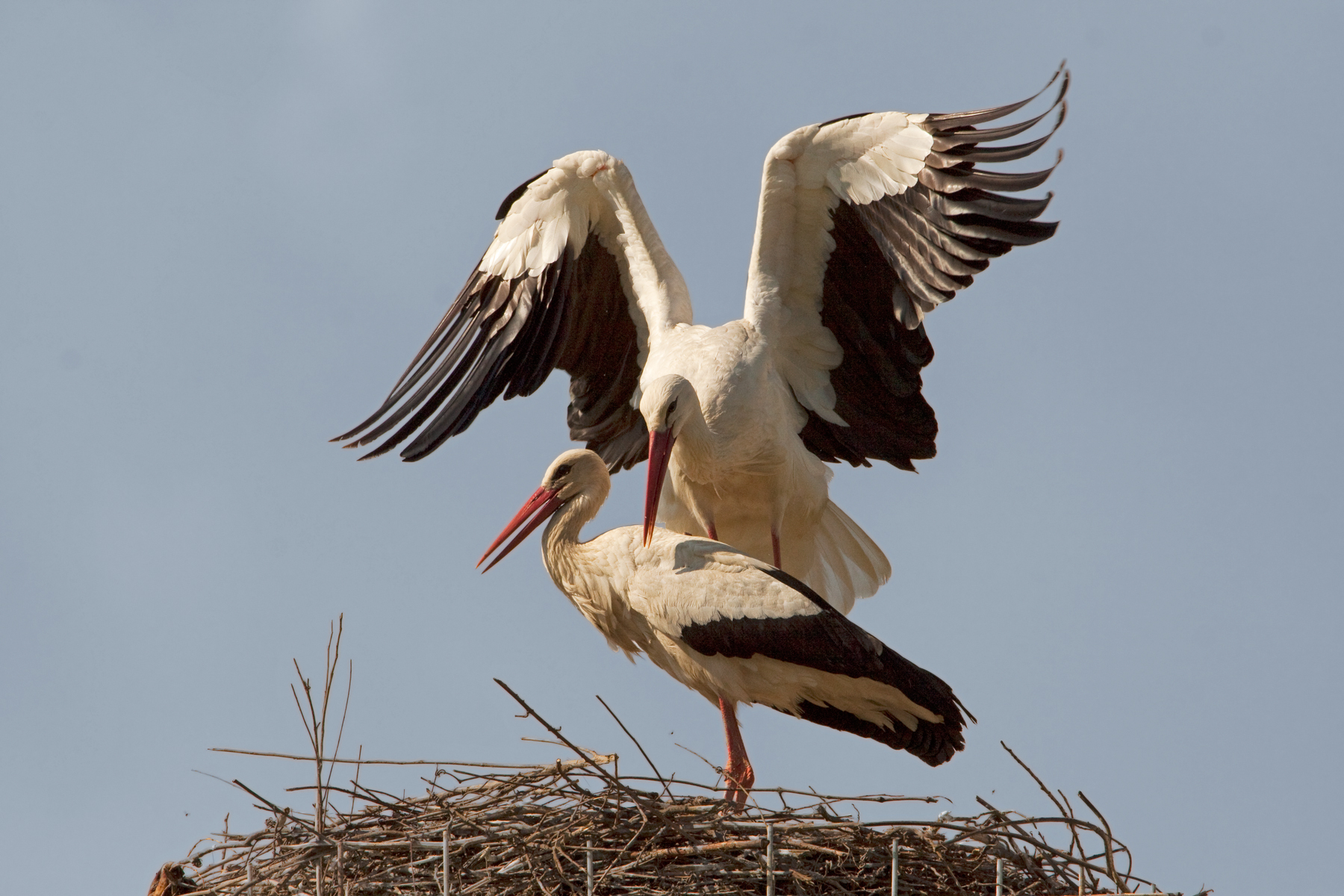 Storks