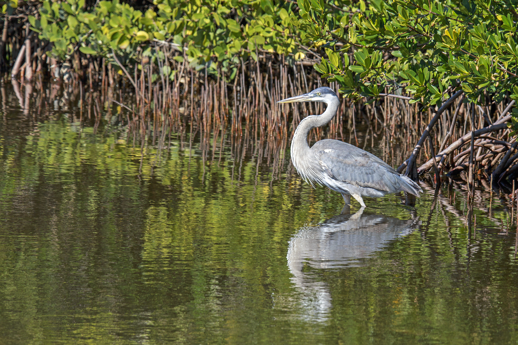 Blue Heron