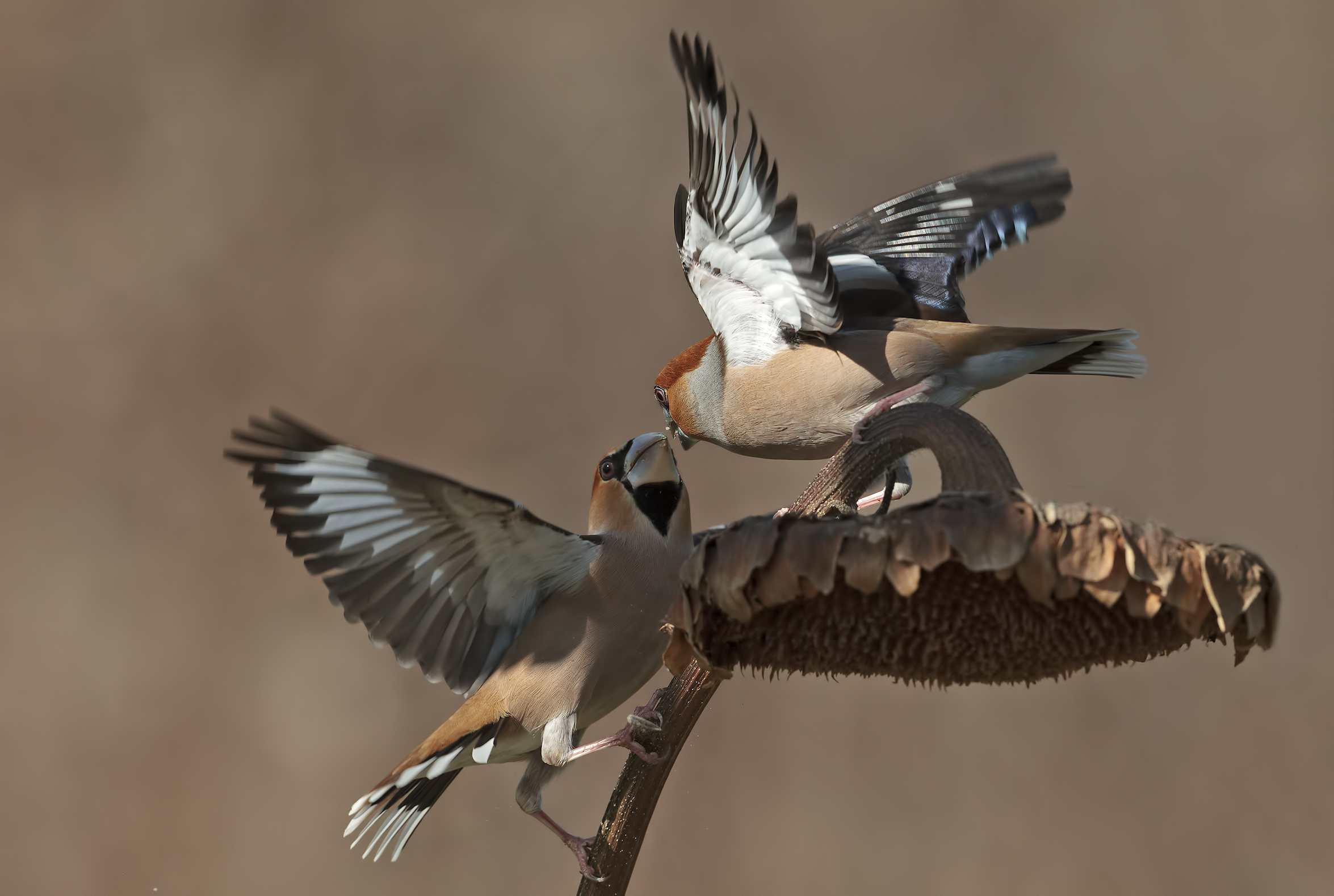 Confronto fra maschi...