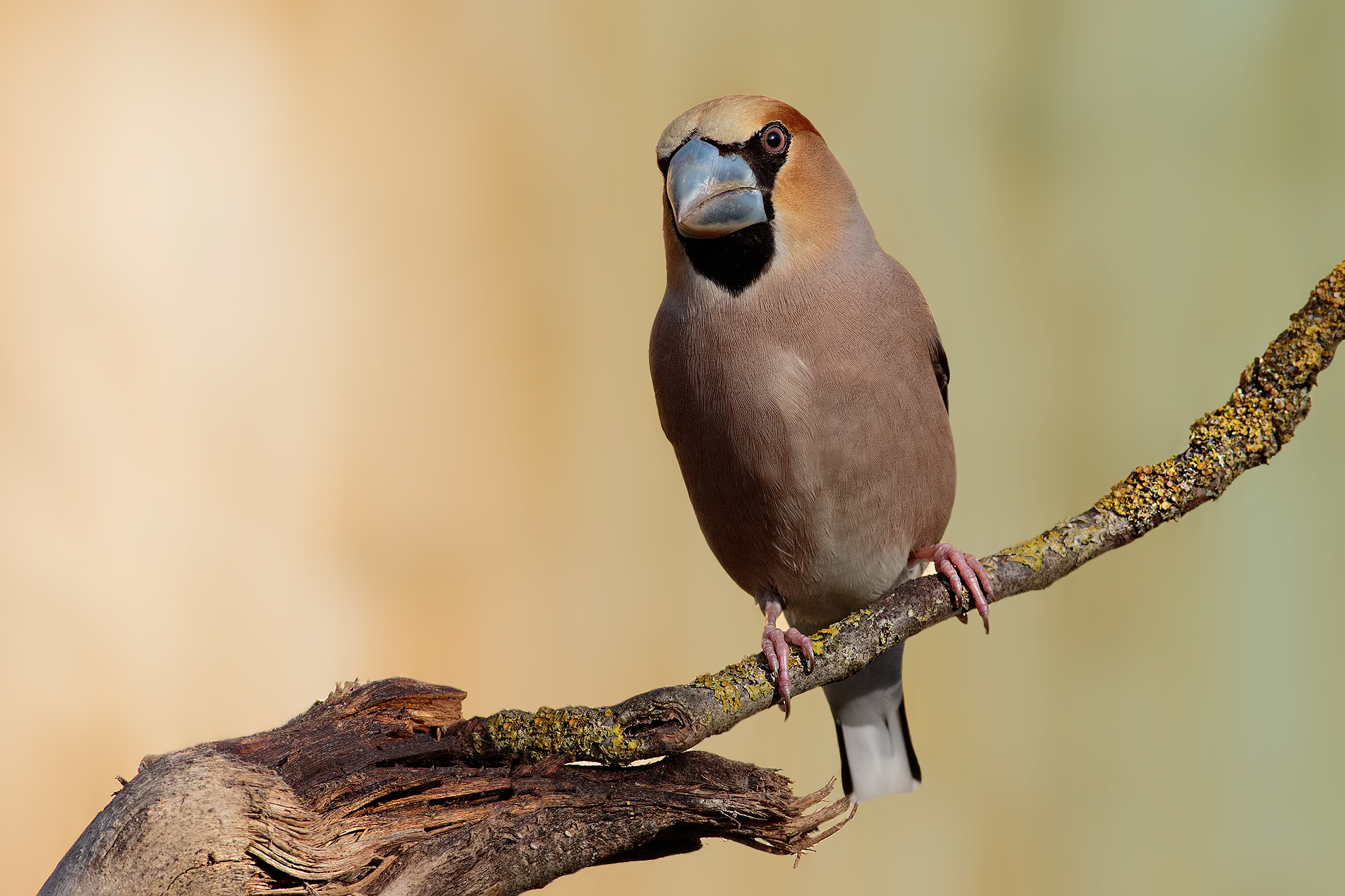 Frosone con becco blu