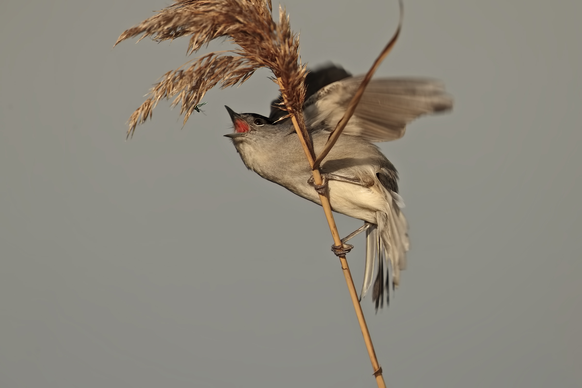 blackcap .... Fly me te magno!