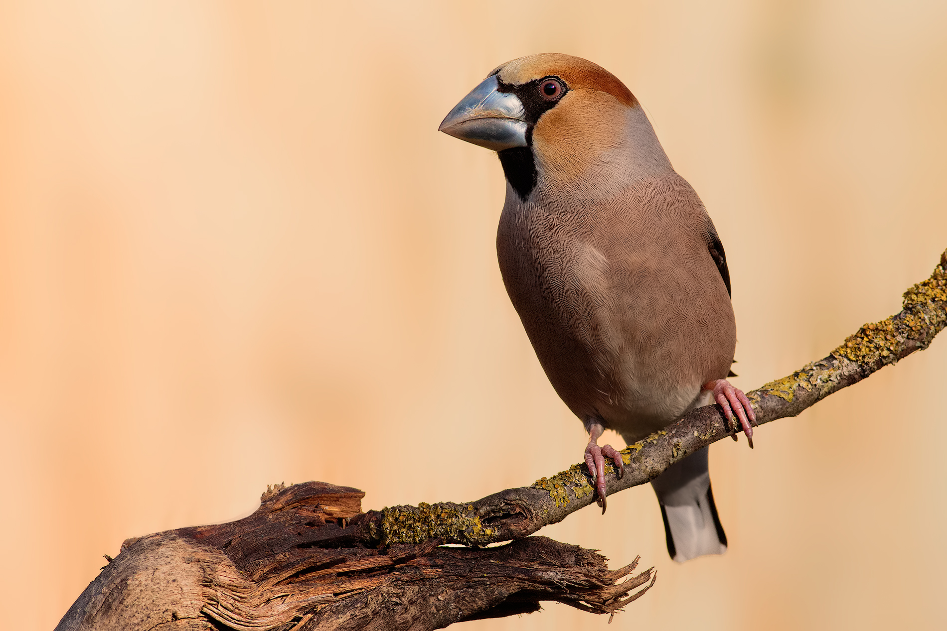 Frosone con becco blu #2