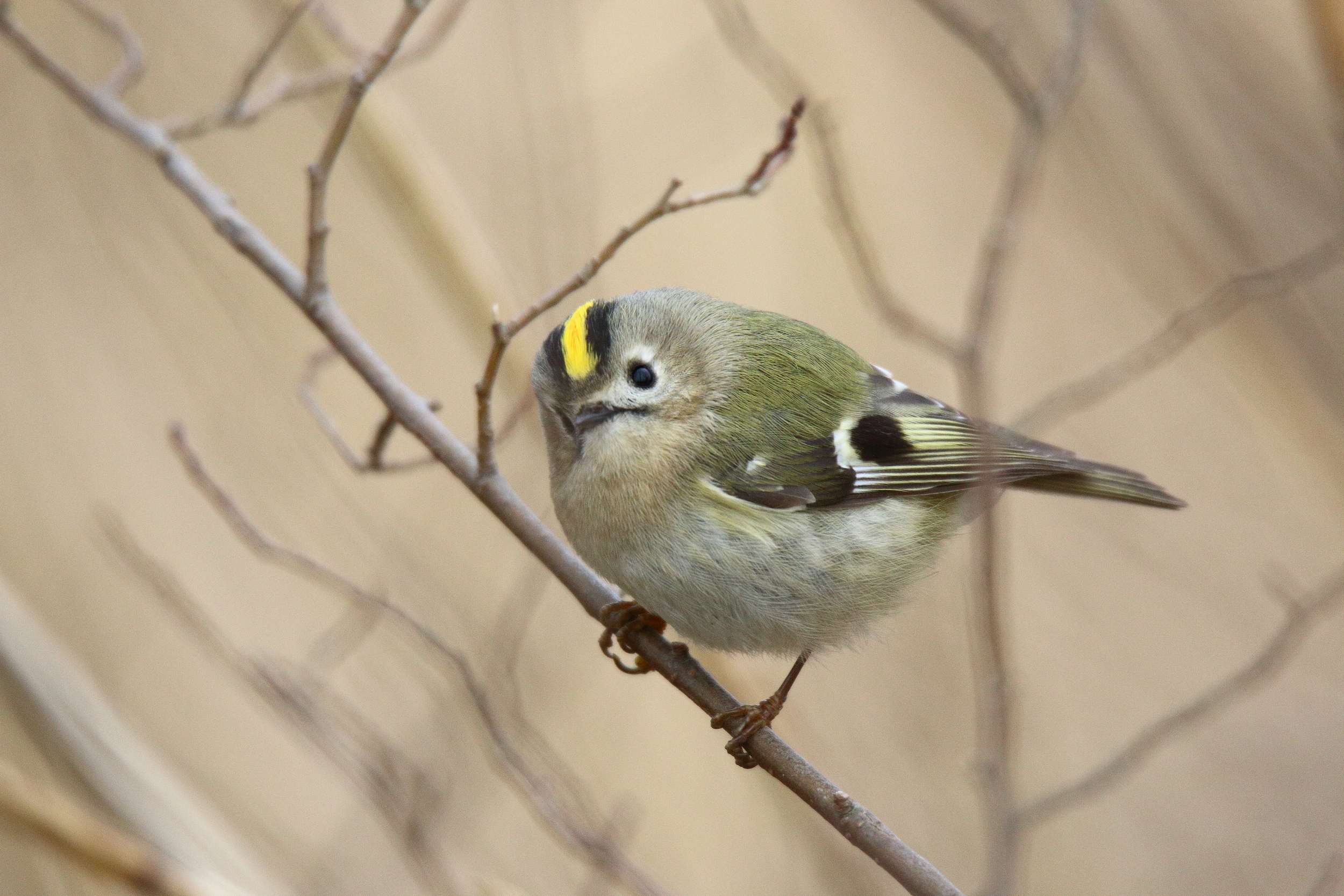Regolo 1 e il rametto