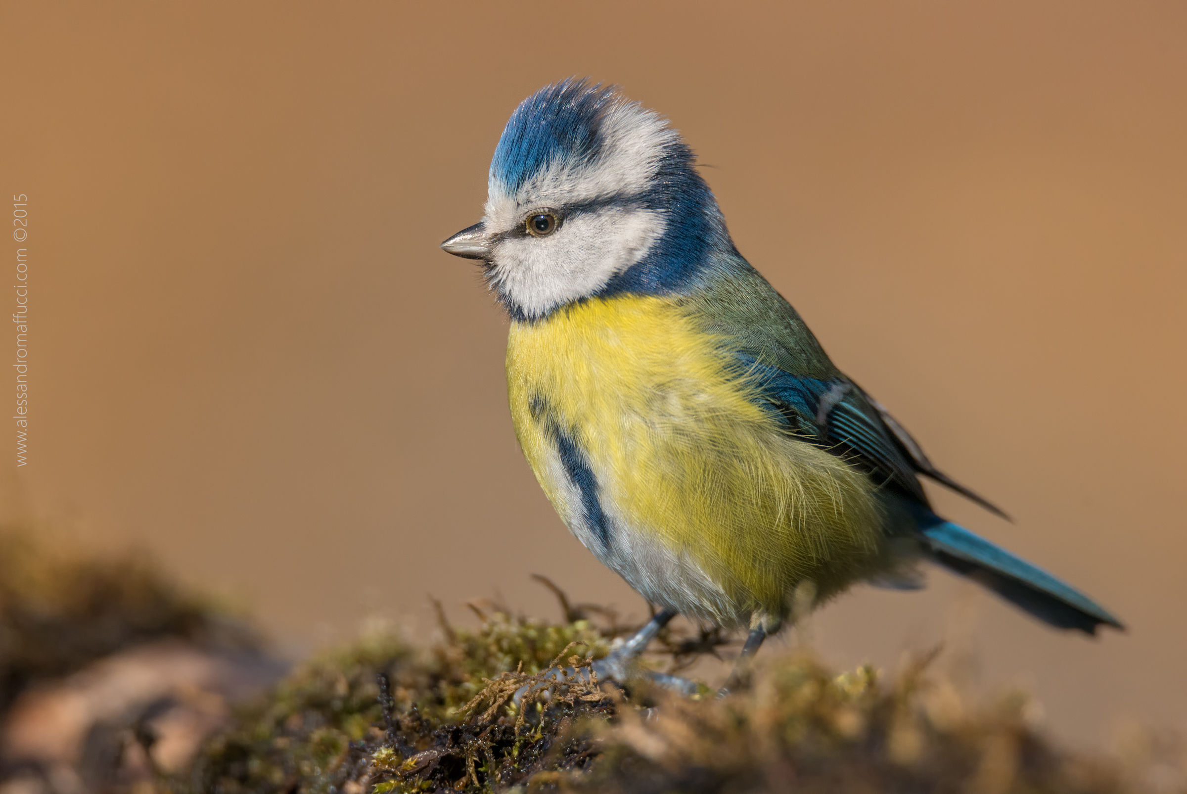 Profilo di cinciarella