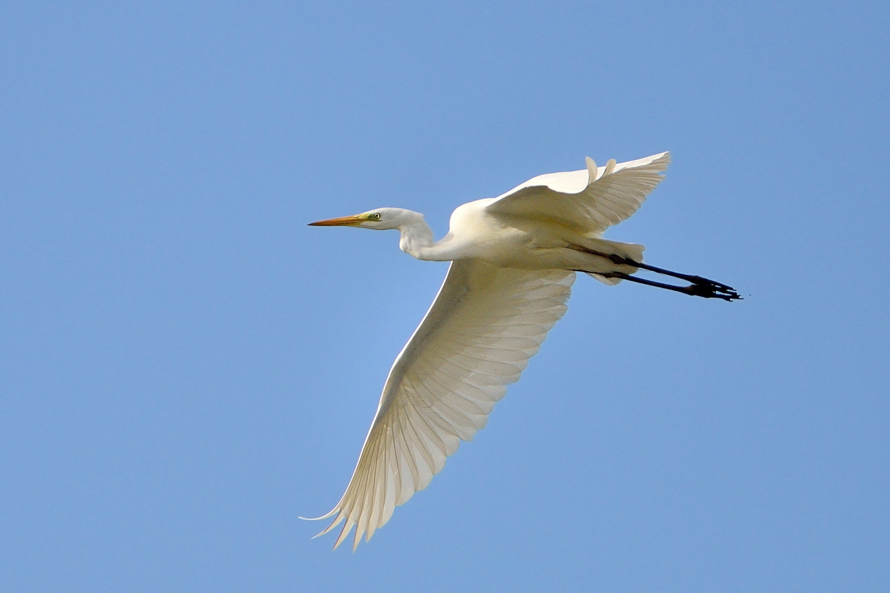 Great Egret