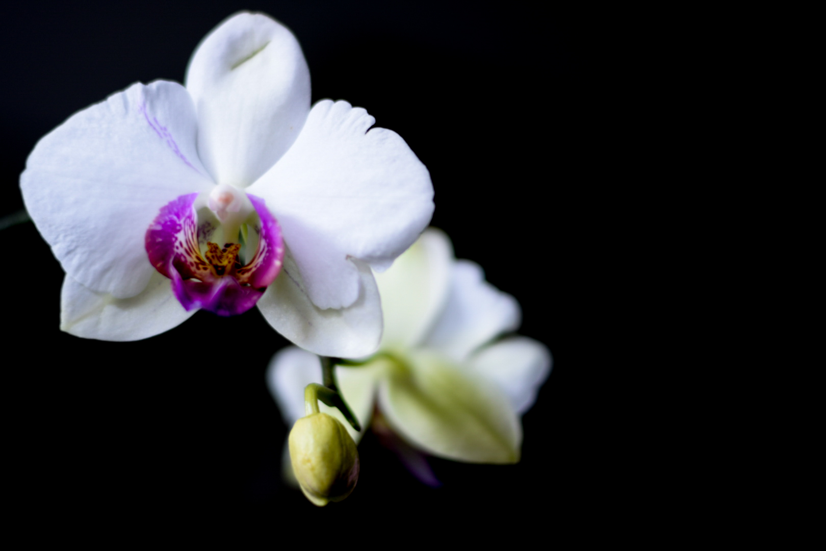 Phalaenopsis