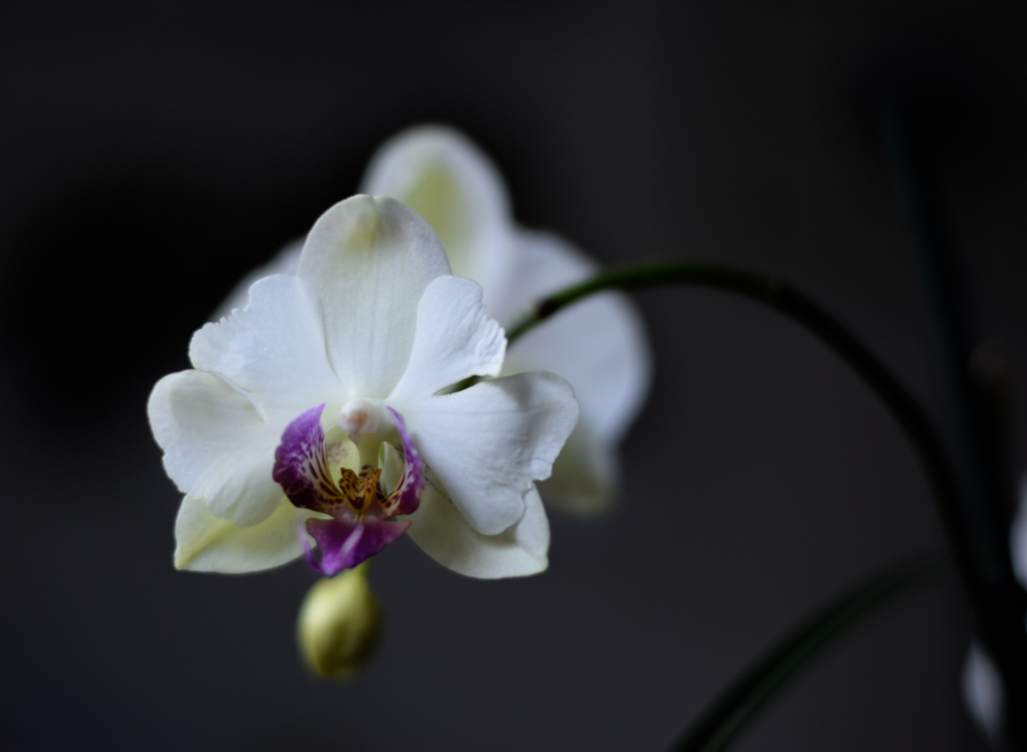 Phalaenopsis 2