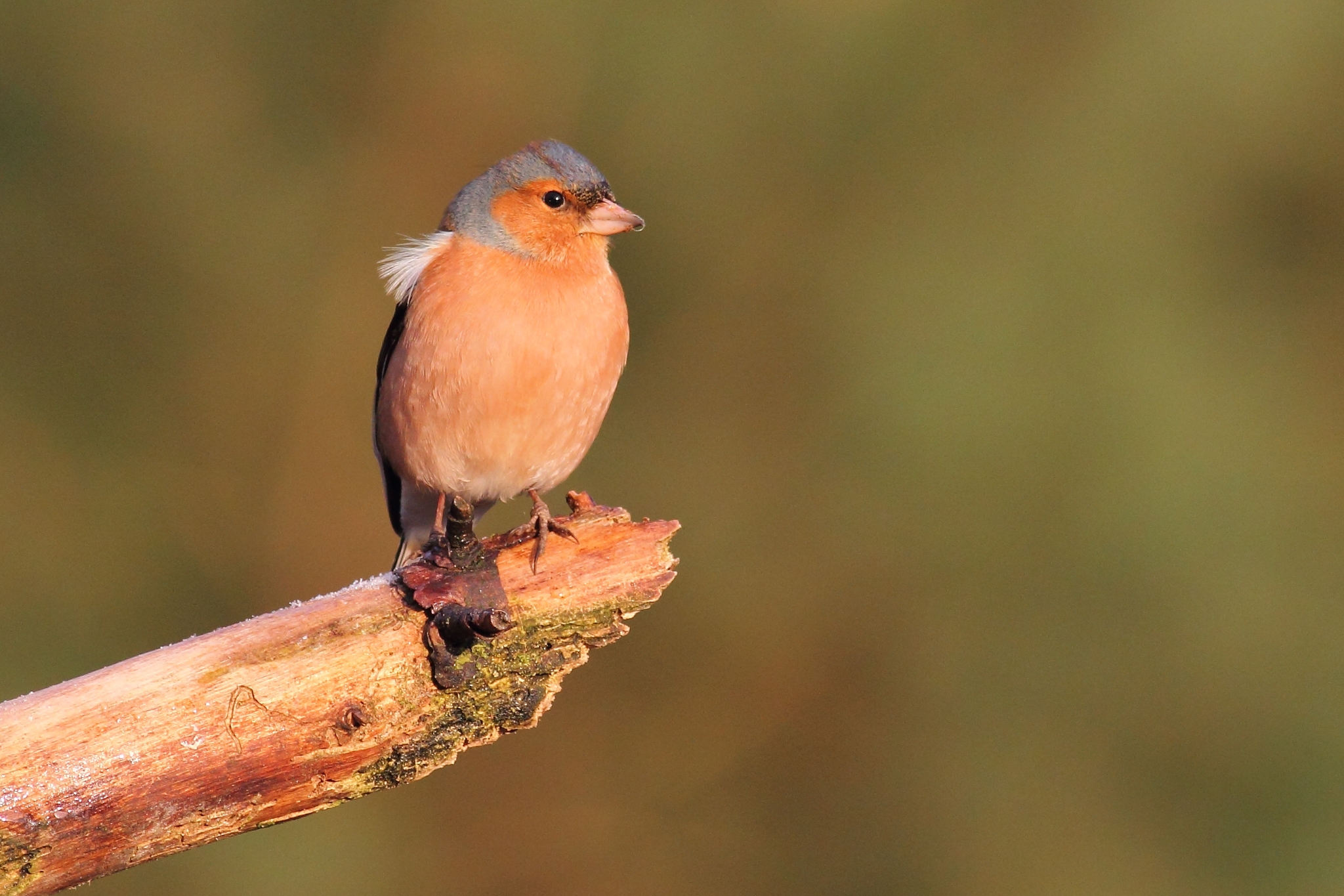 Chaffinch in the early morning.