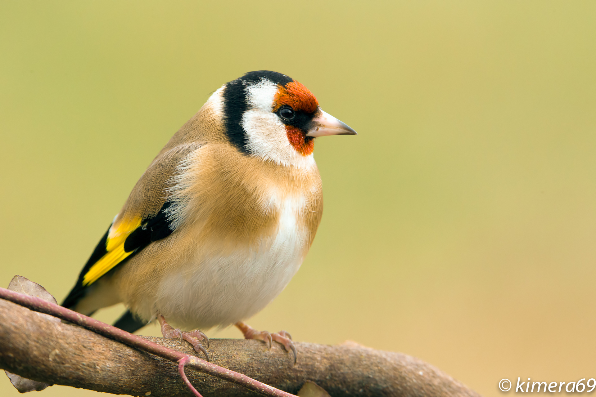 Carduelis carduelis