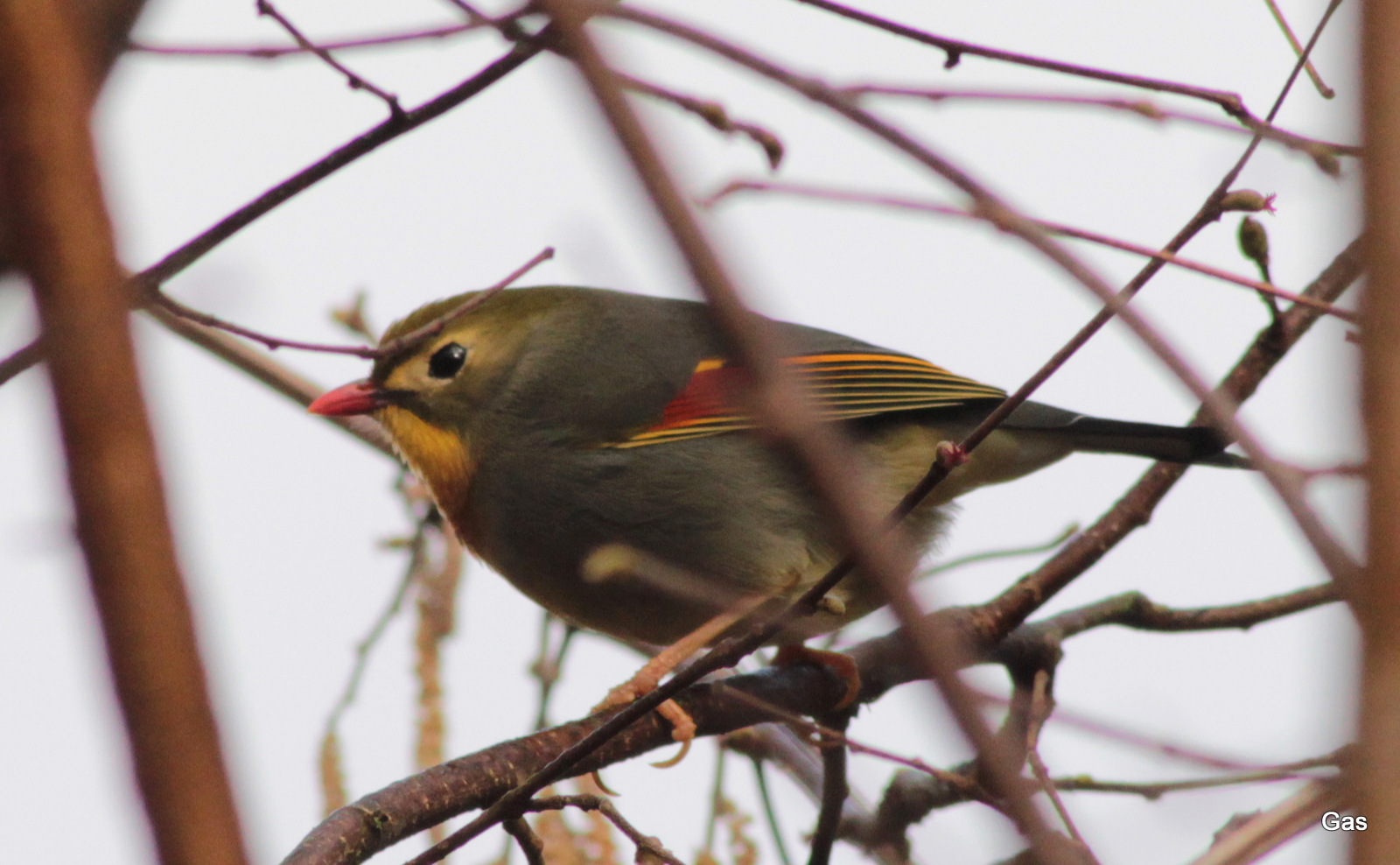 nightingale of Japan