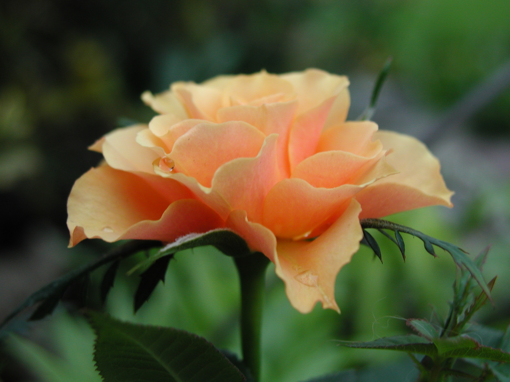 Il profilo migliore...