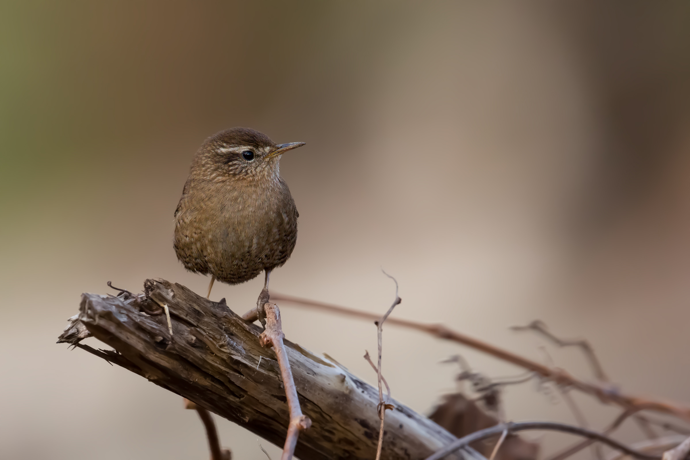 Wren