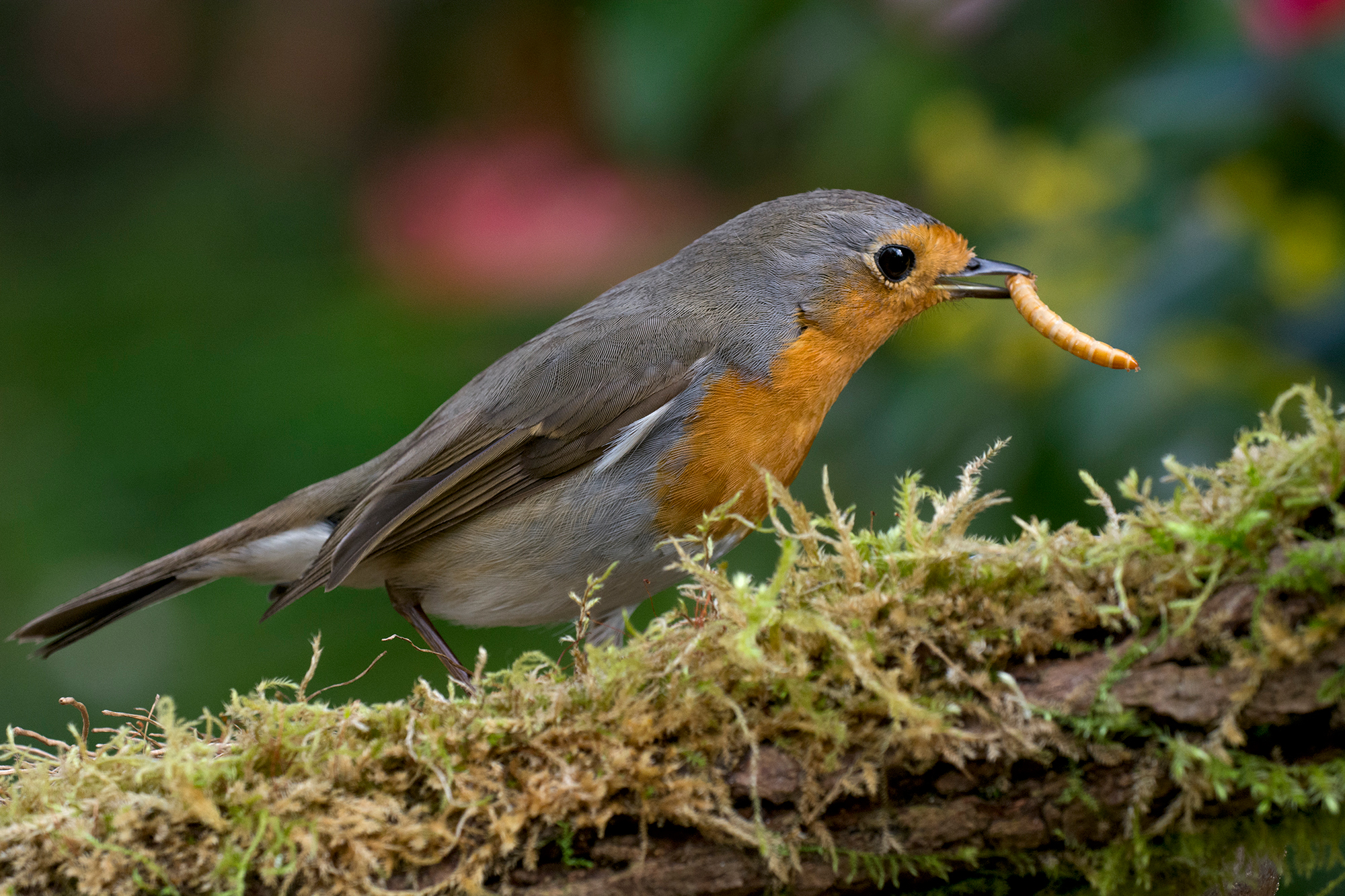 Robin at breakfast