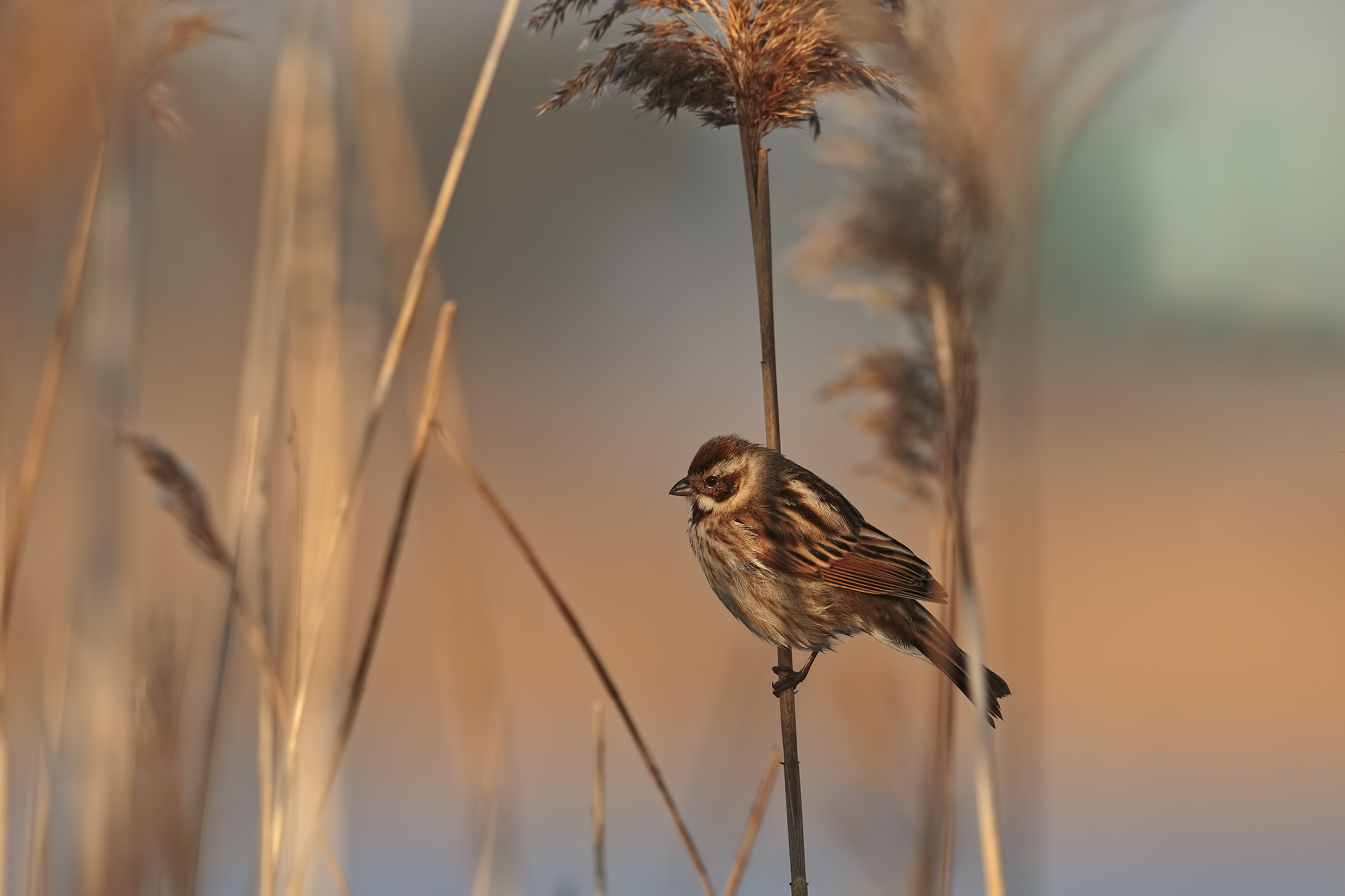Reed Bunting