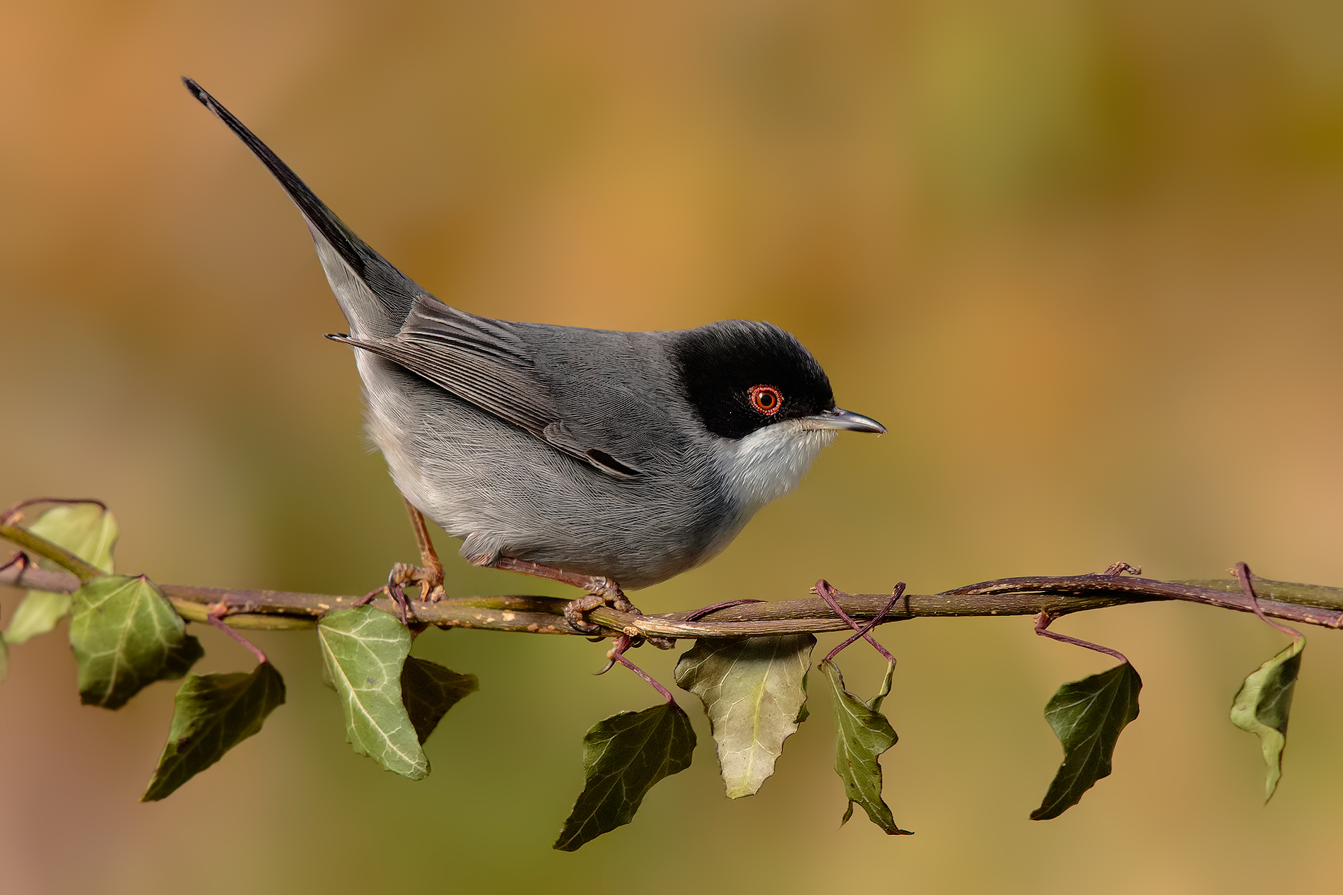 Tristano a colori....