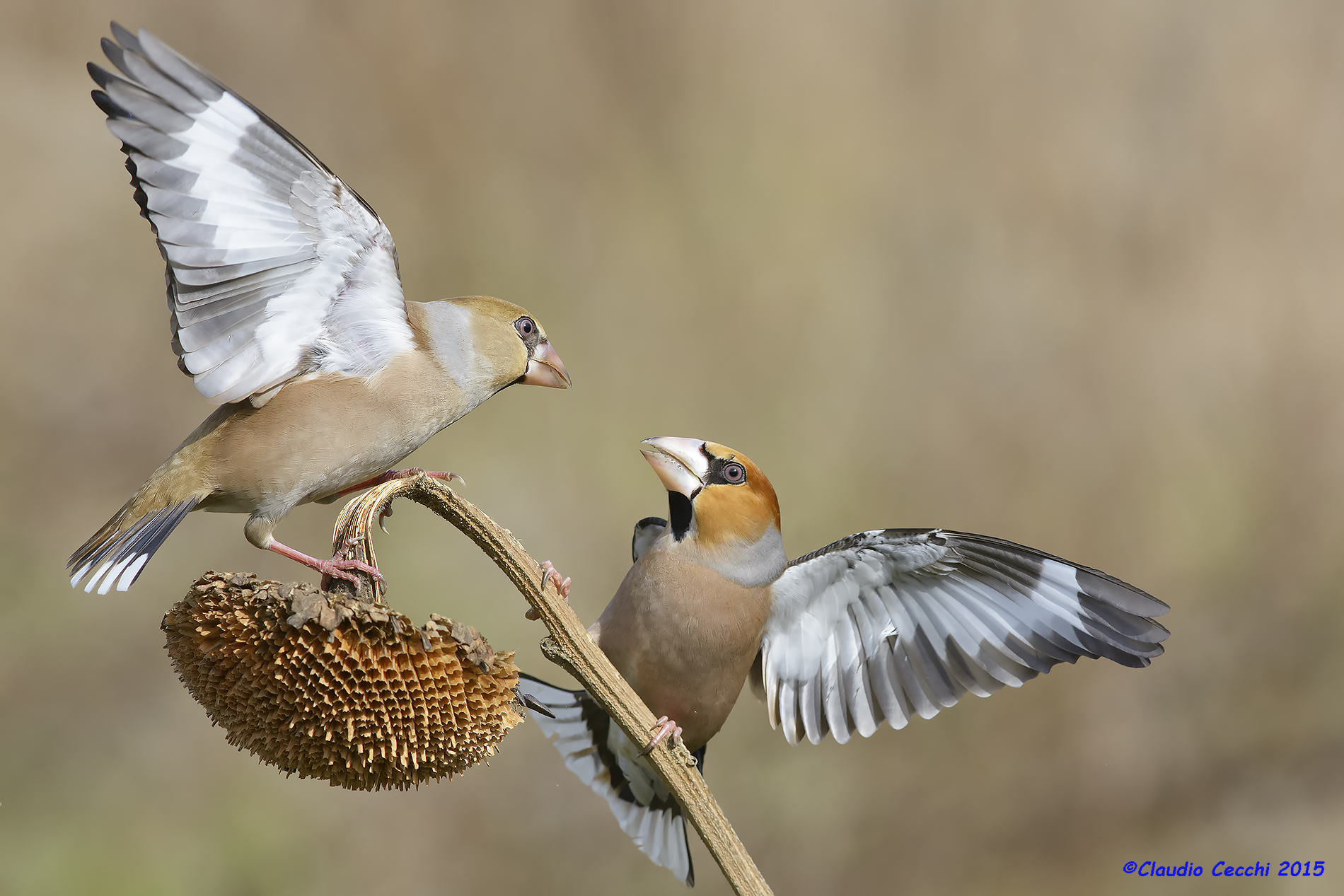 Hawfinches fighting