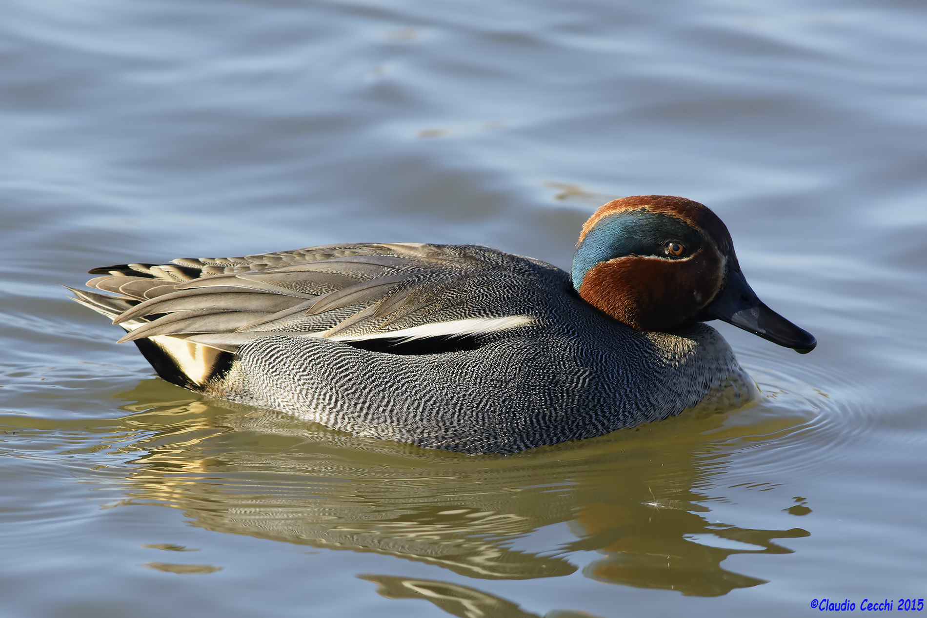 Teal male