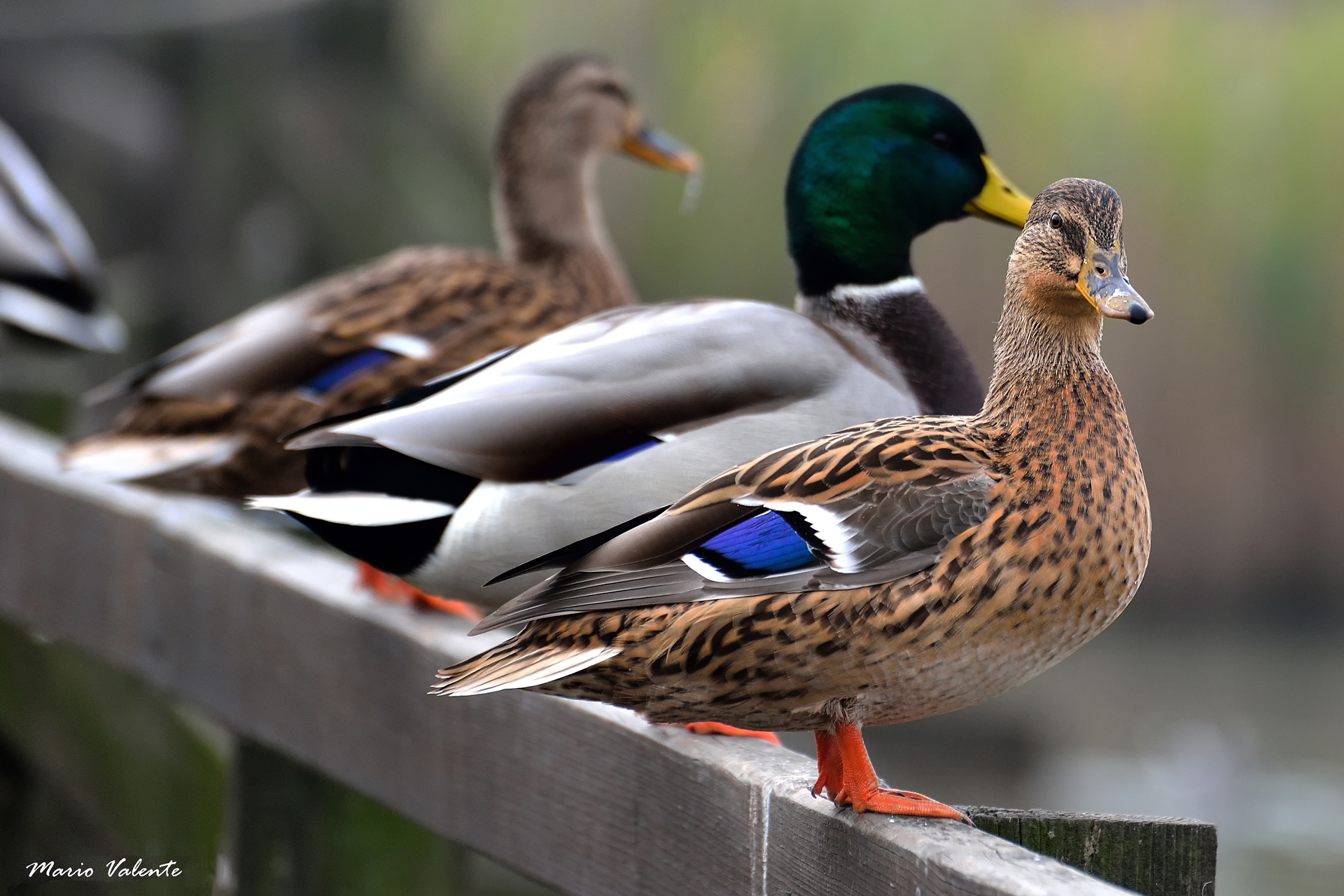 Che c'e' da guardare ?